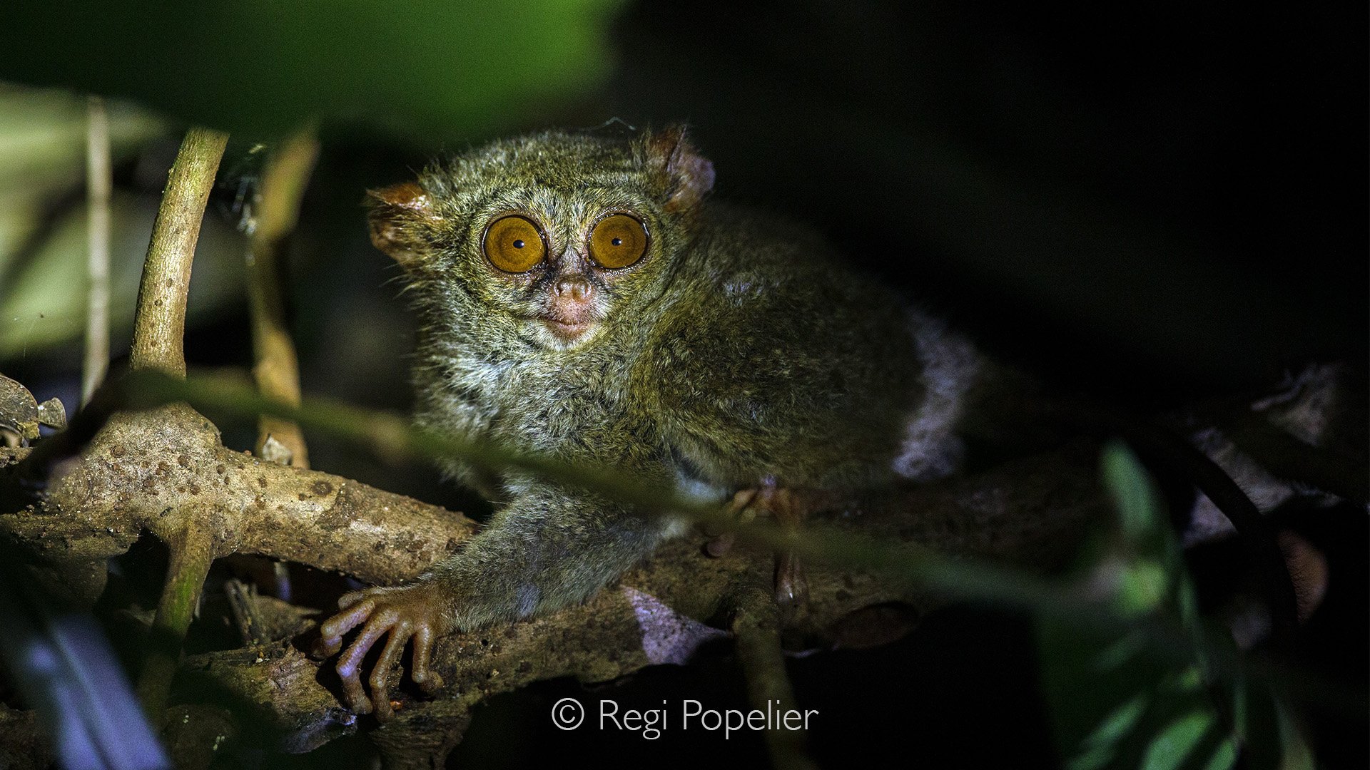 INDO032 - Spectral Tarsier Tarsius tarsier in Tangkoko NP Sulawesi