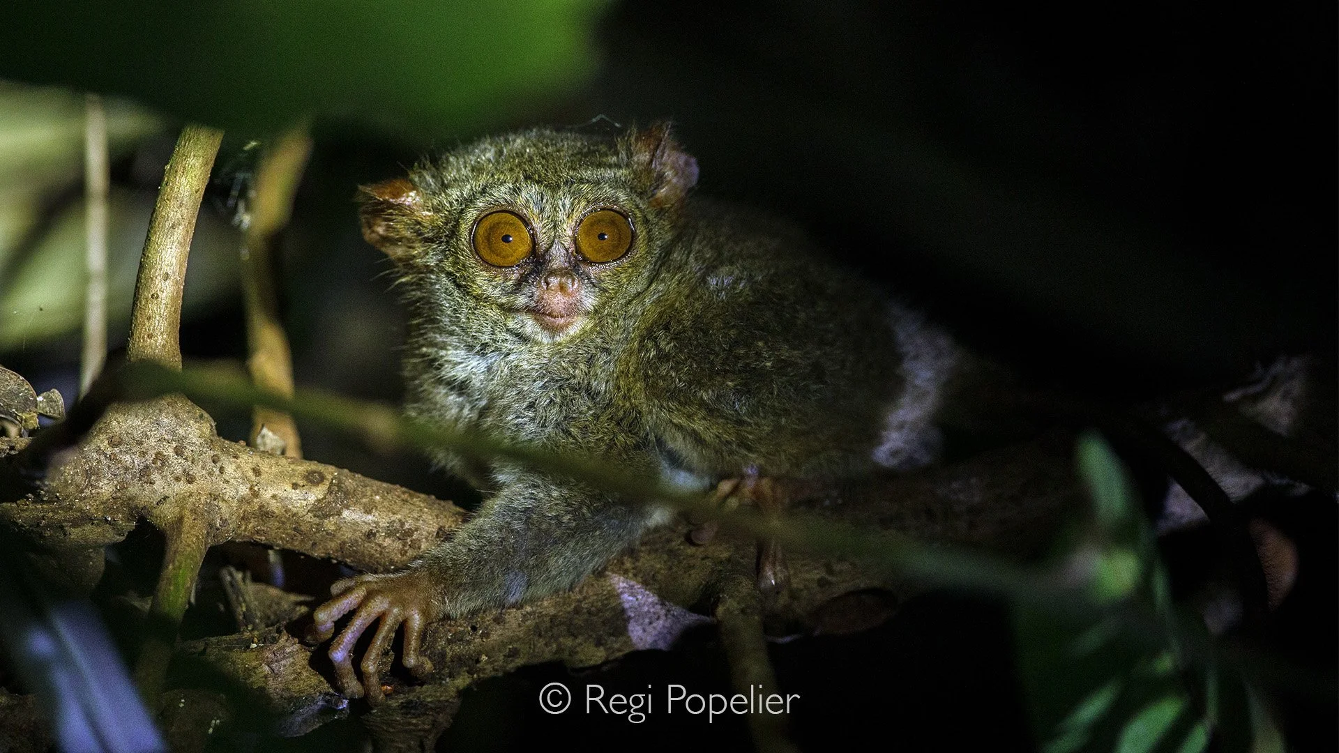INDO032 - Spectral Tarsier Tarsius tarsier in Tangkoko NP Sulawesi.