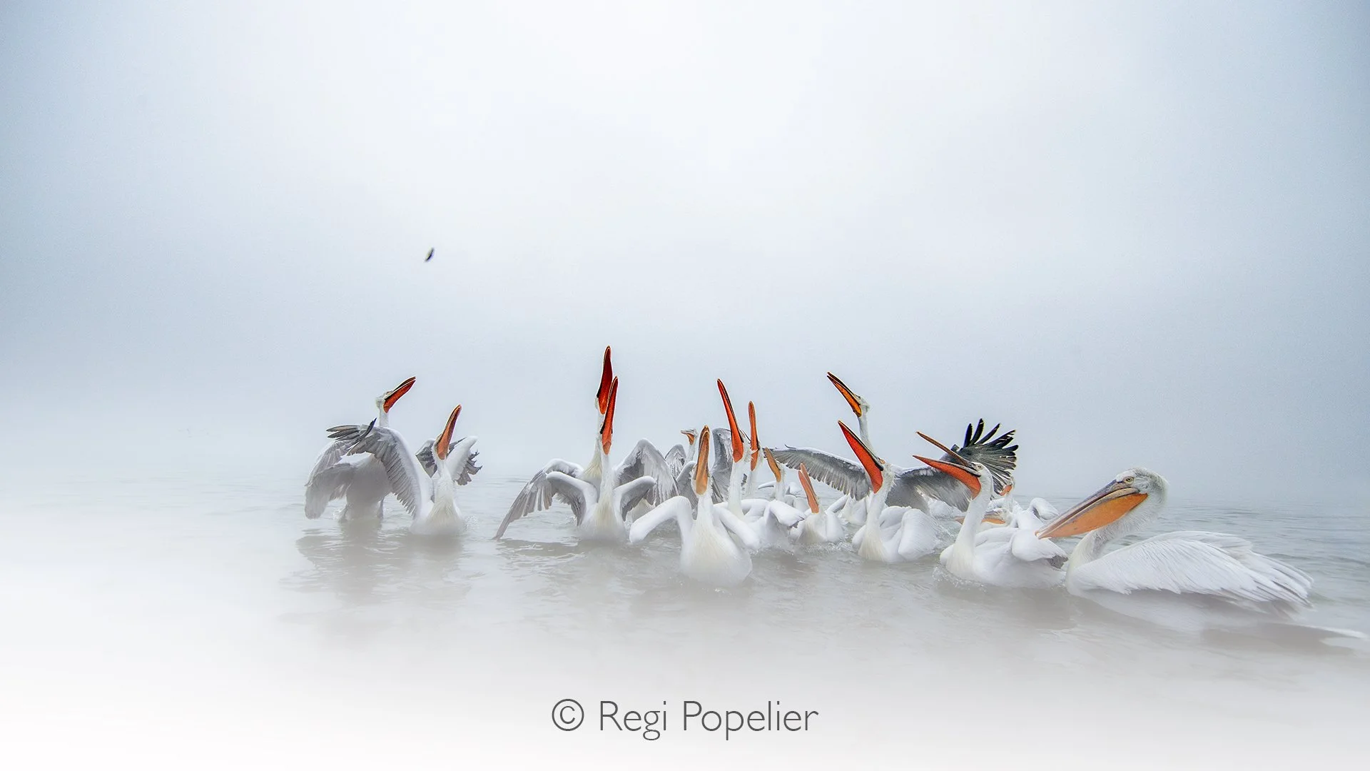 GRE011 - A row of crimson beaks reached skyward, every pelican straining in a synchronized attempt to snatch the fish.