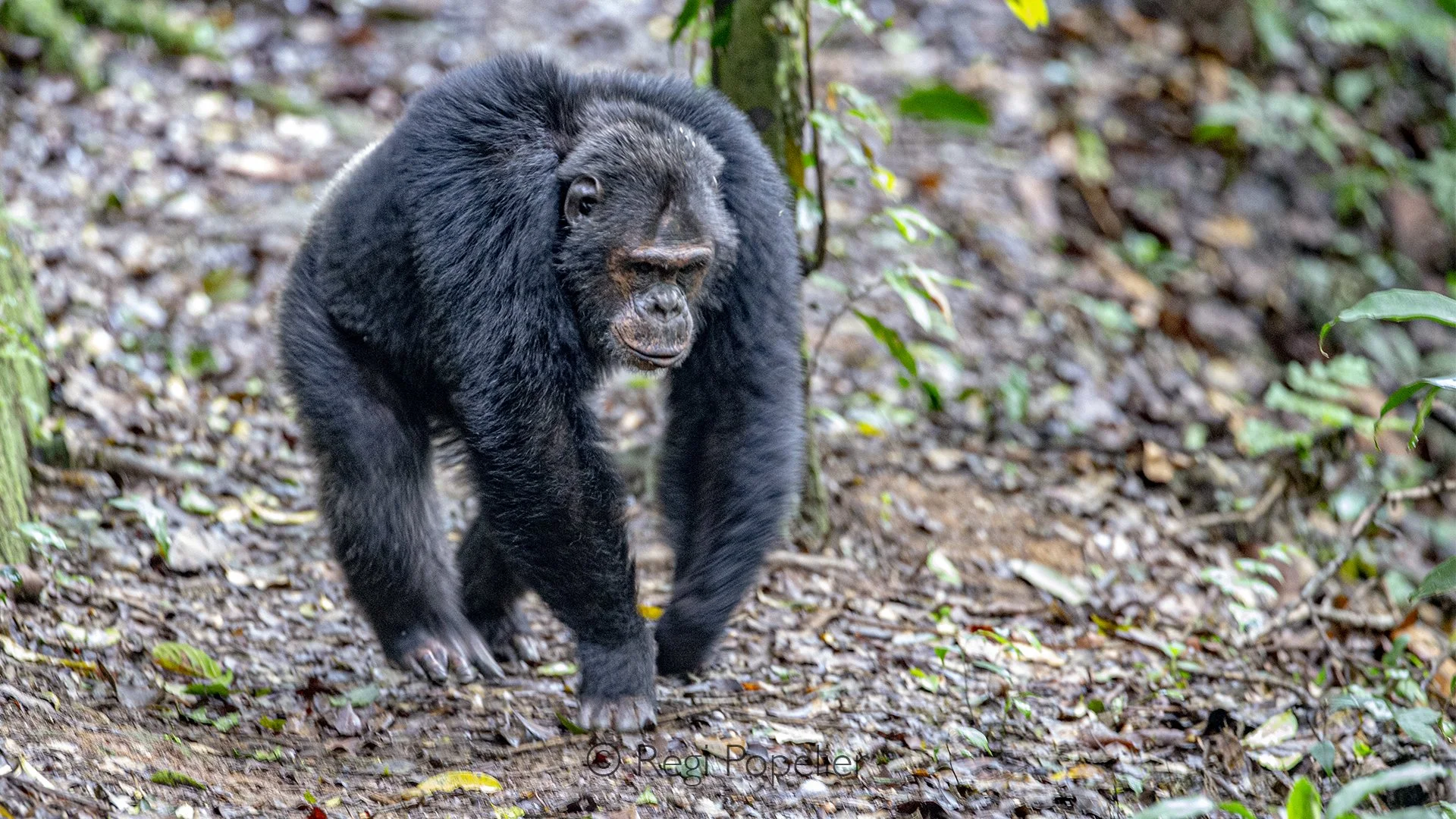 RWANDA044  - A lone chimpanzee walks quietly across the forest floor, carefully searching for fallen fruit among the leaves. Soft light filtering through the canopy creates a peaceful and intimate portrait of life in the rainforest.