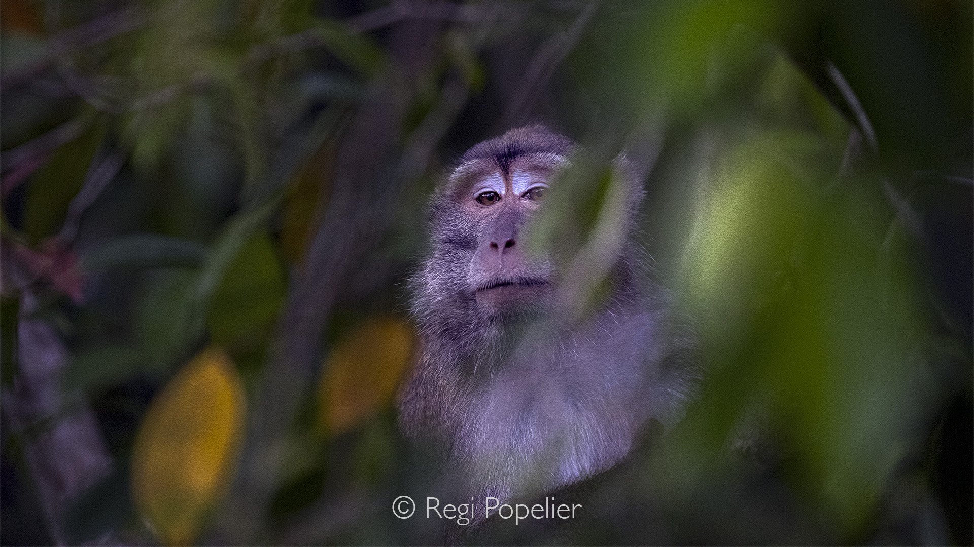 INDO080 - Long tailed monkey 