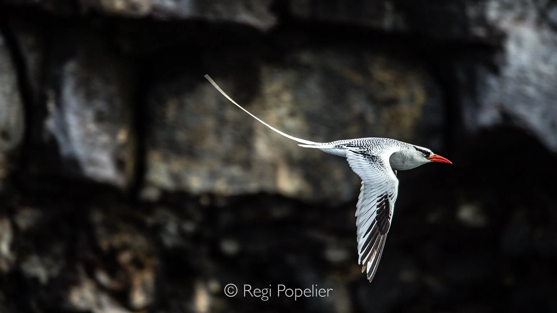 GAL013 - Red-billed tropic bird in flight.