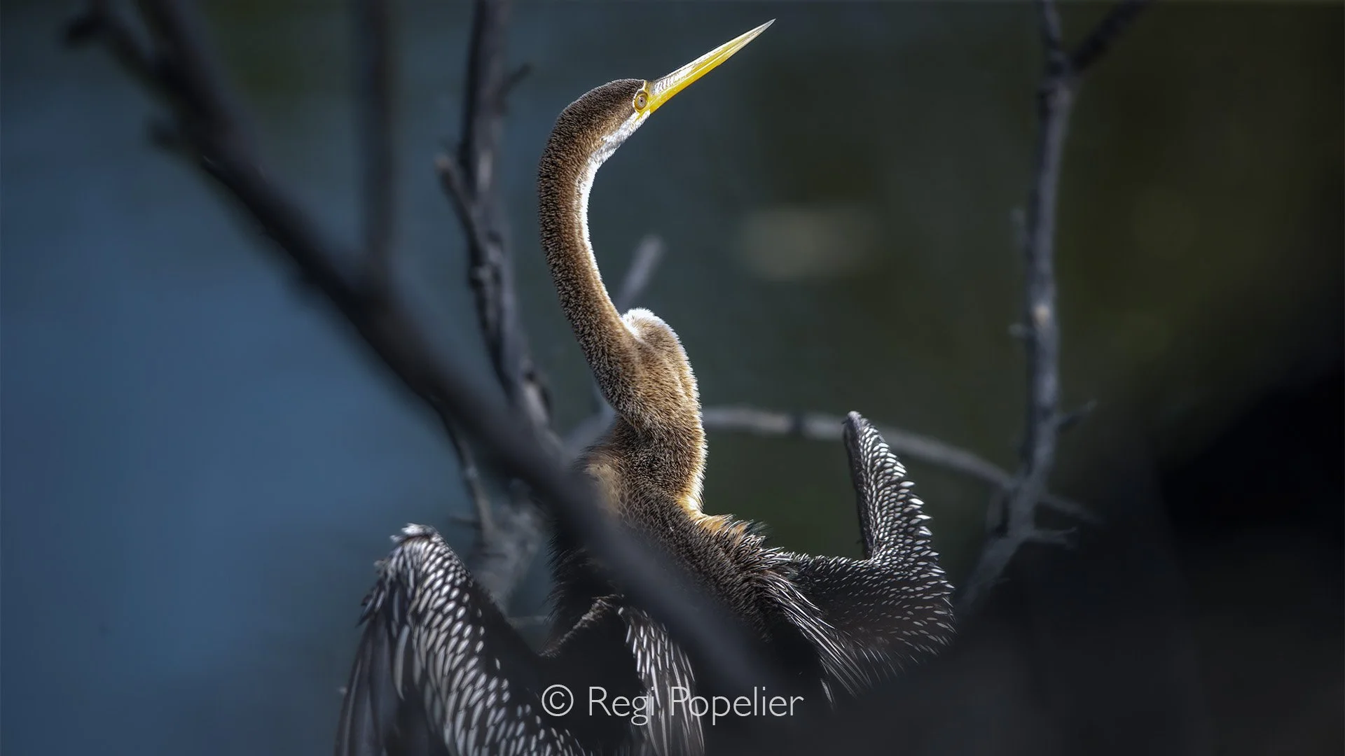 INDAI013 - Darter Bird at Bharatpur .