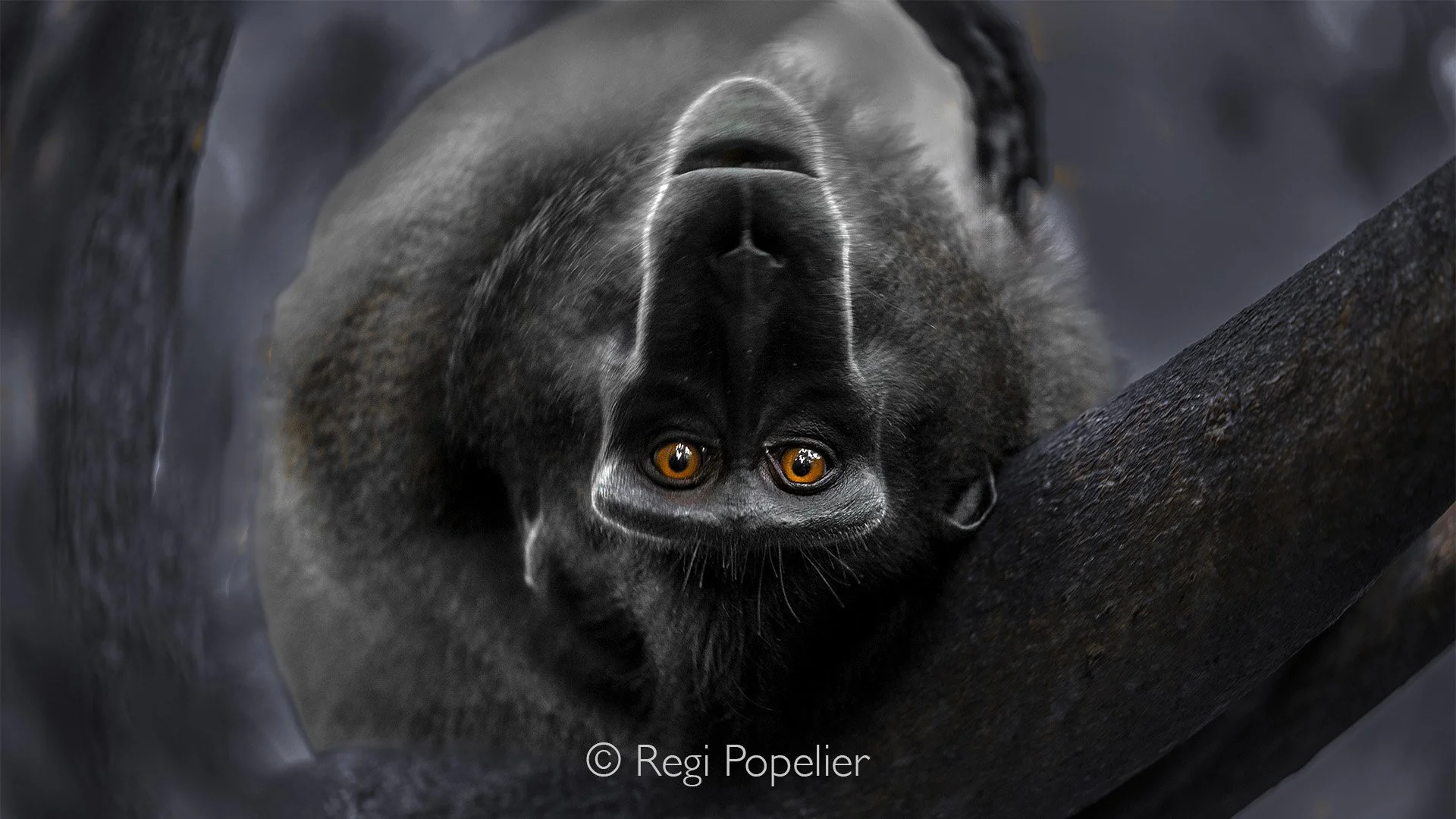 INDO040 - Hanging upside down 