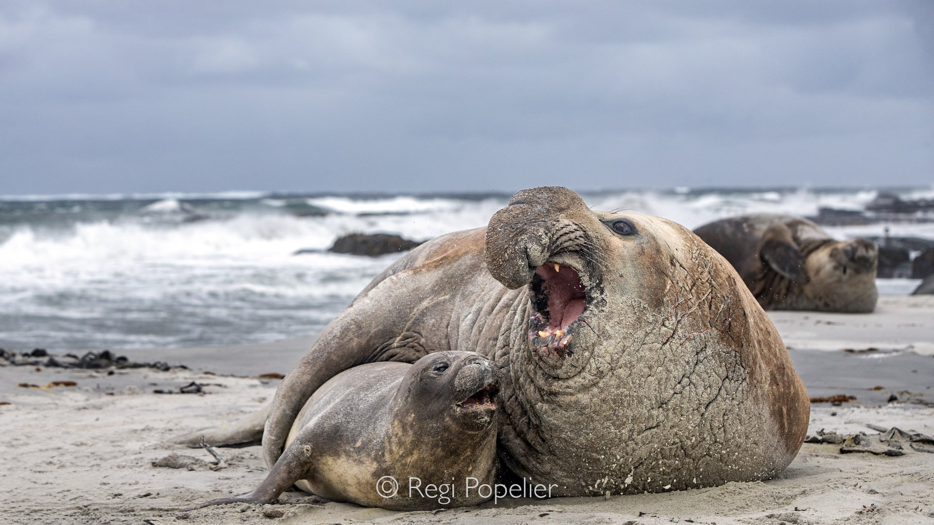 FAL025 - Dominant bull elephant seal at the height of mating season.