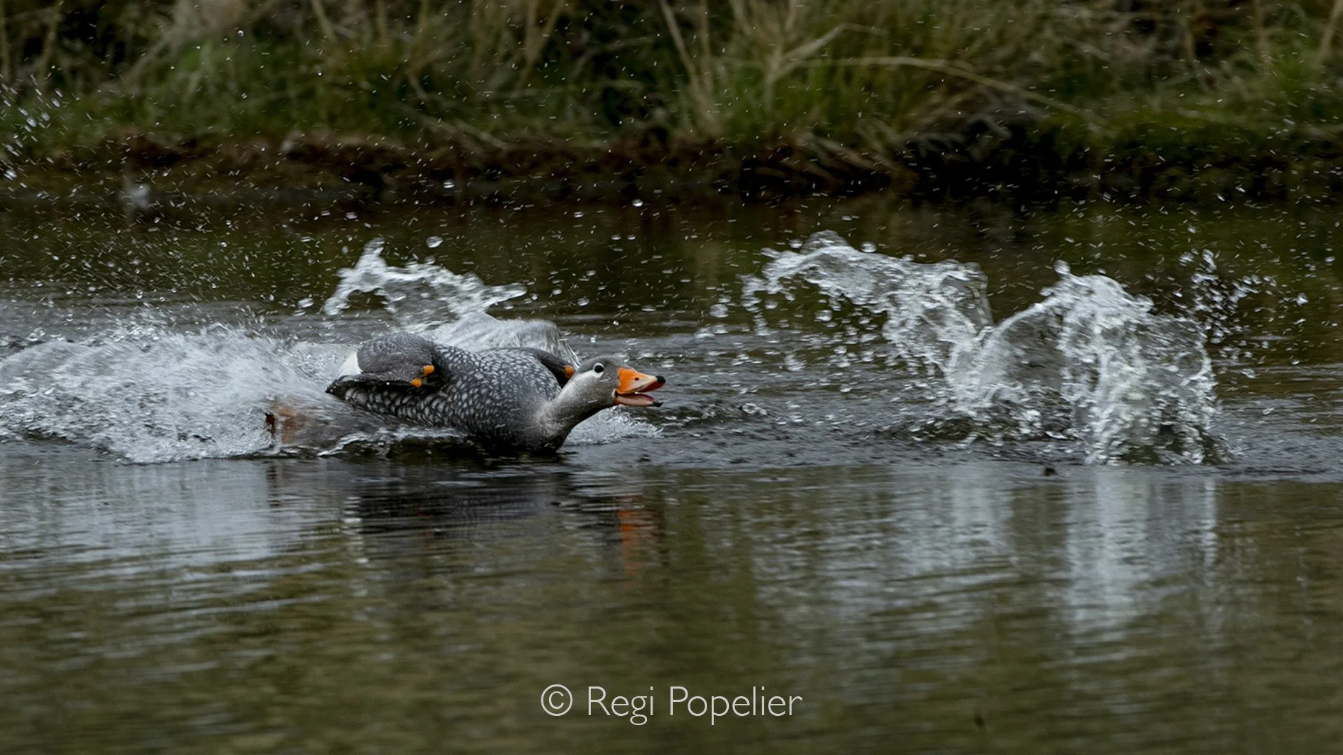 CHILI015 - These huge ducks are simply so fat that their tiny wings cannot carry them into the air.