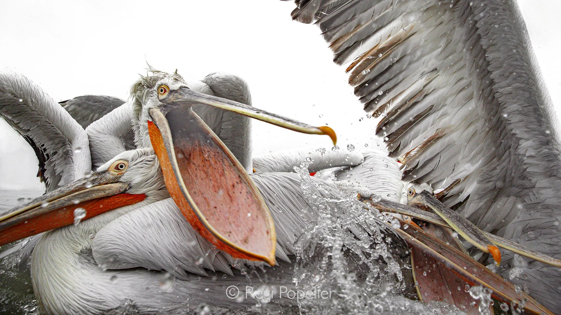 GRE009 - As the strongest jostled for position, wings stretched and beaks opened, the pushing continued,  a lively struggle unfolding in front of our boat.