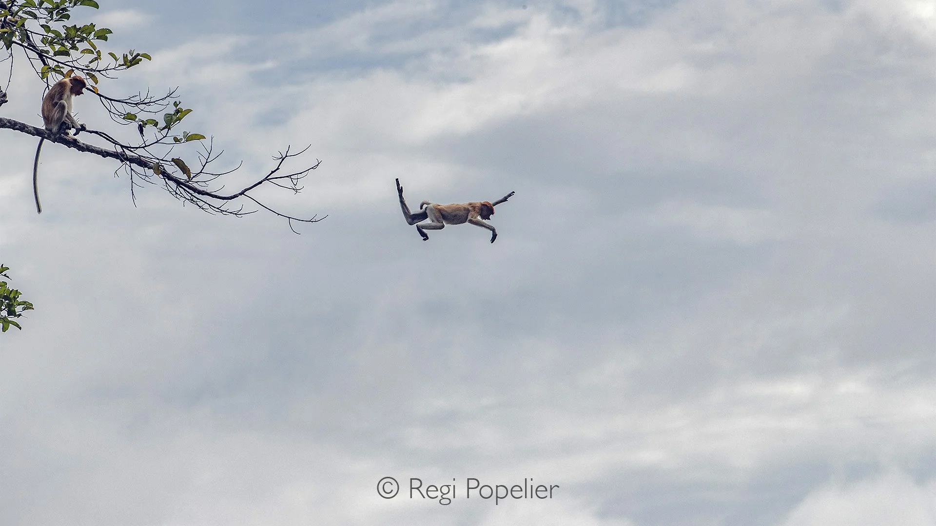 INDO006 -Nature always surprises! This proboscis monkey leaps across the river, using passing boats to outsmart the lurking crocodiles, a daring escape in the wild!