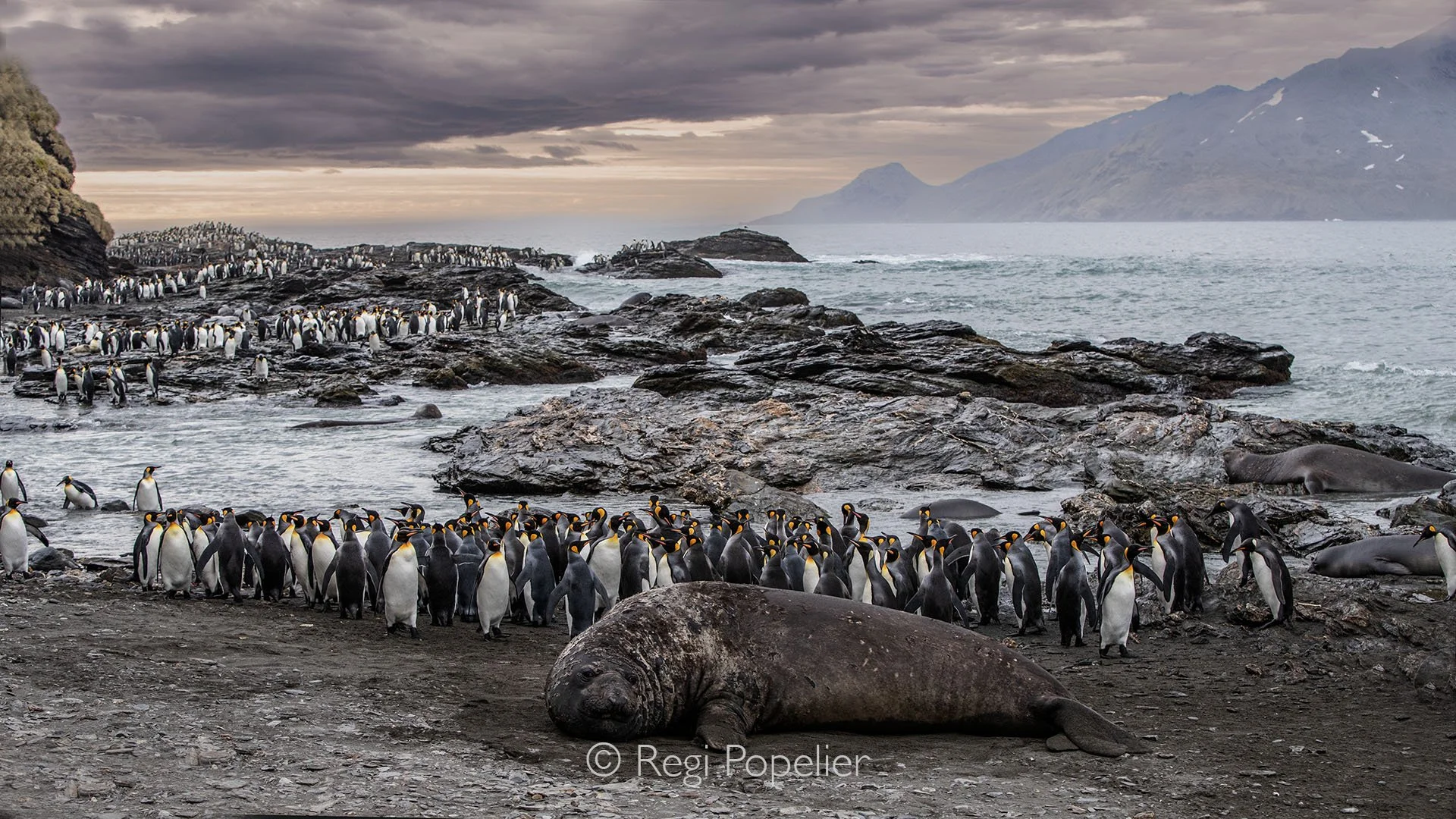 ANT020 - Massive elephant seal blocking the path of King Penguins as they hurry to feed their chicks,  raw Antarctic drama on the coastline,