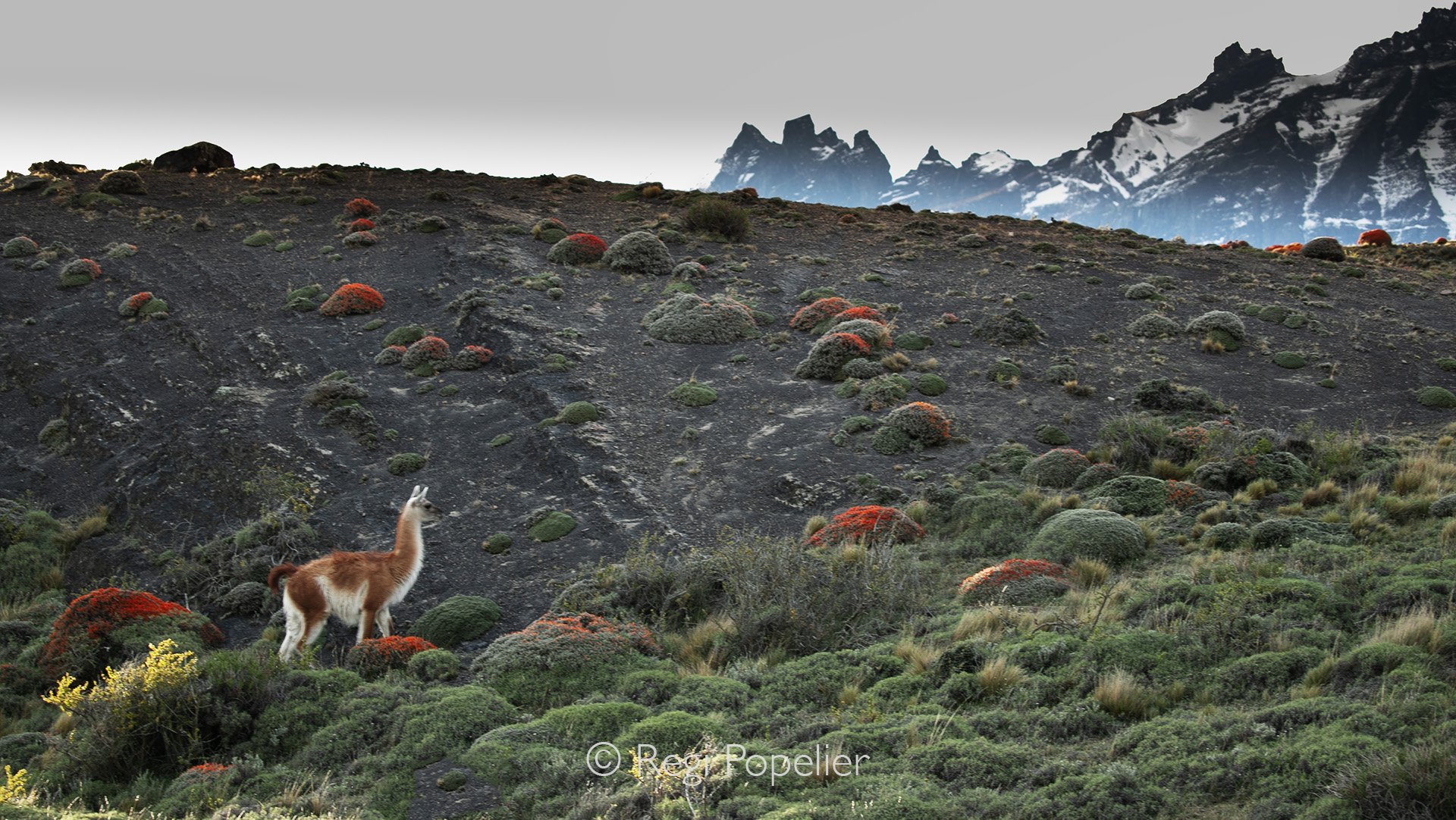 CHILI005 -Amazing landscape with it's habitants