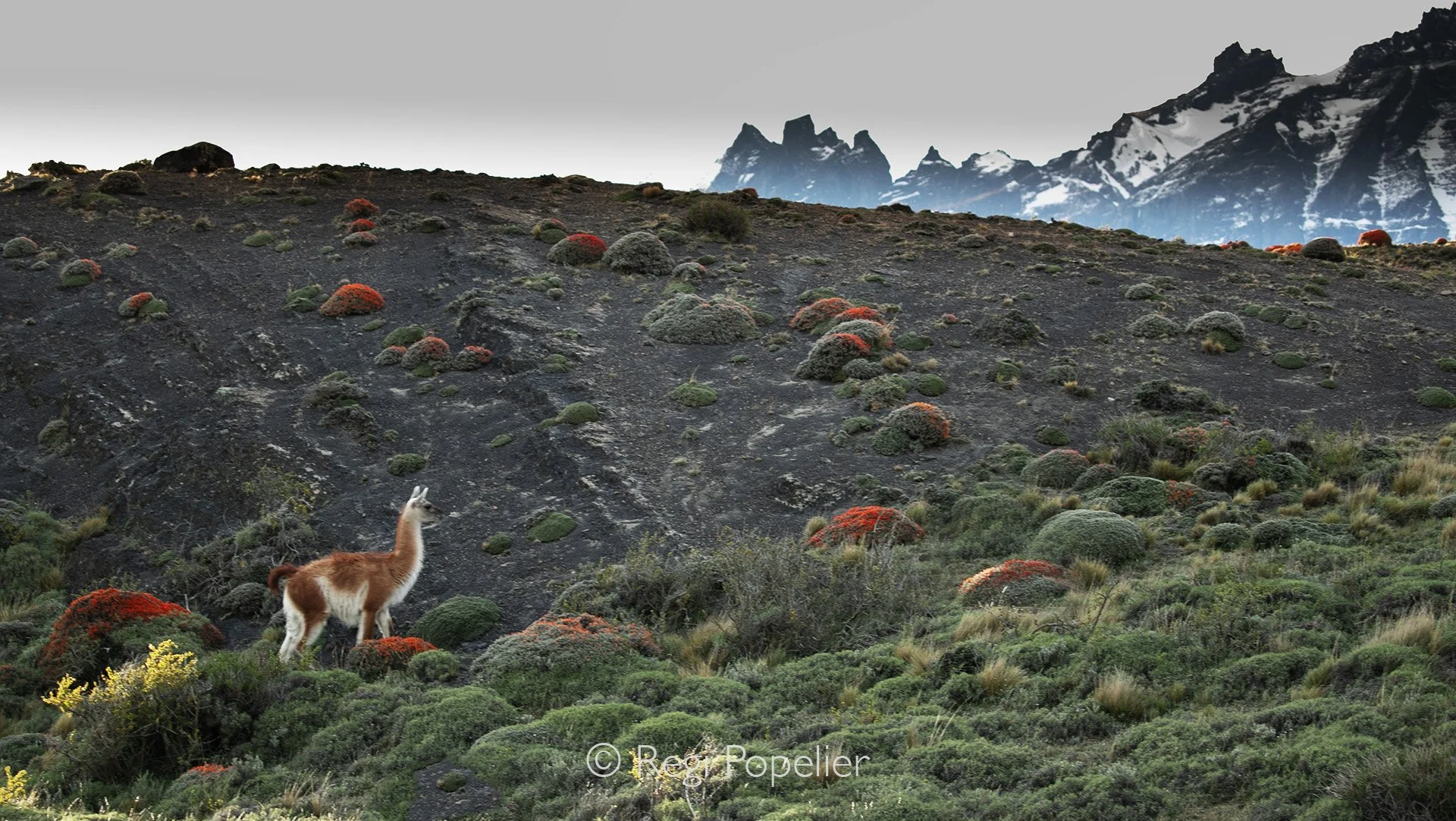 CHILI005 -Amazing landscape with it's habitants, see the contrast.