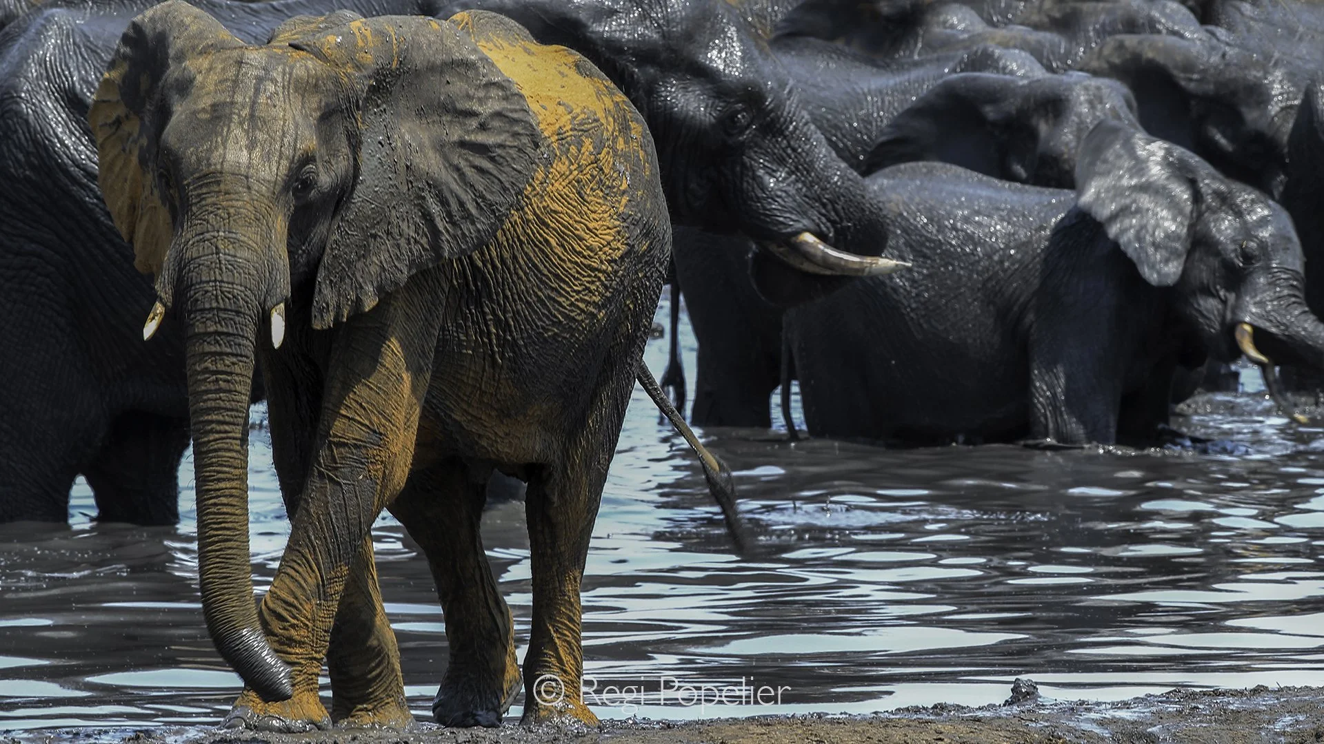 ZIM019 - Contrasts at the waterhole.