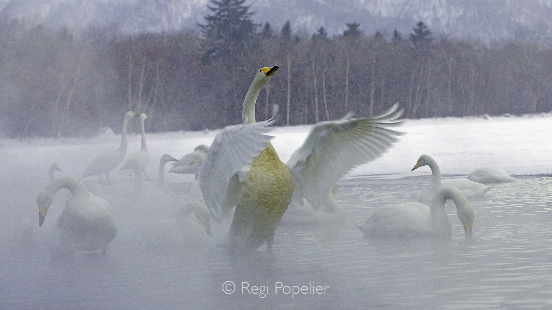 HOK027 - From a photographer’s perspective, Lake Kussharo (Kussharo-ko) in Akan–Mashu National Park is the key location for capturing Whooper Swans in Hokkaido