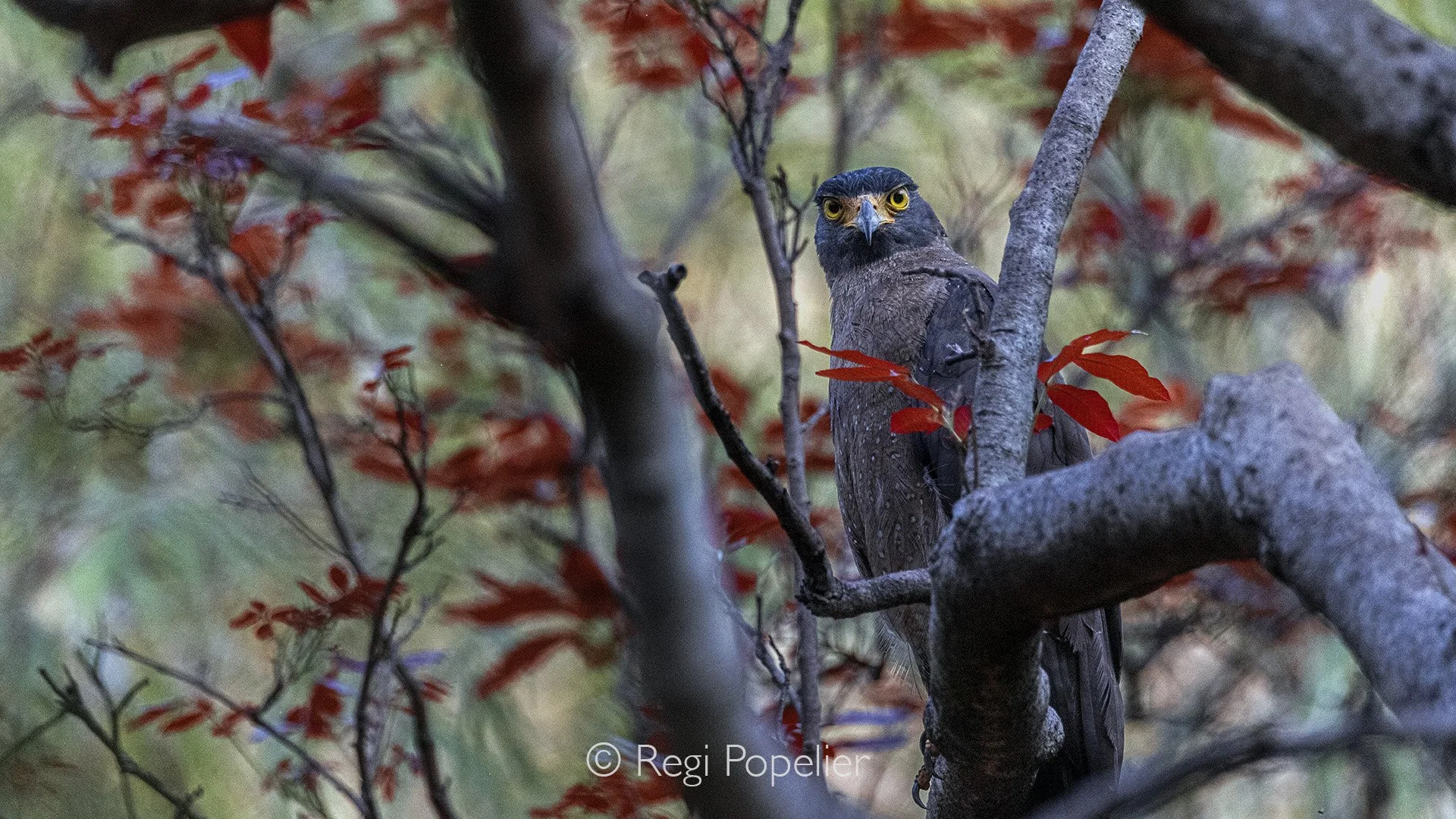 INDIA058 - Crested serpent Eagle at Kabini NP.