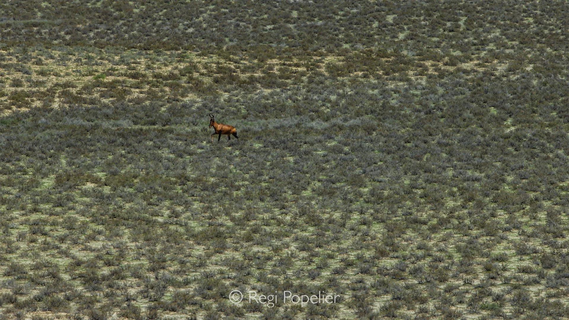 South Africa025 - Hartebeest on the run in the Kalahari desert. 