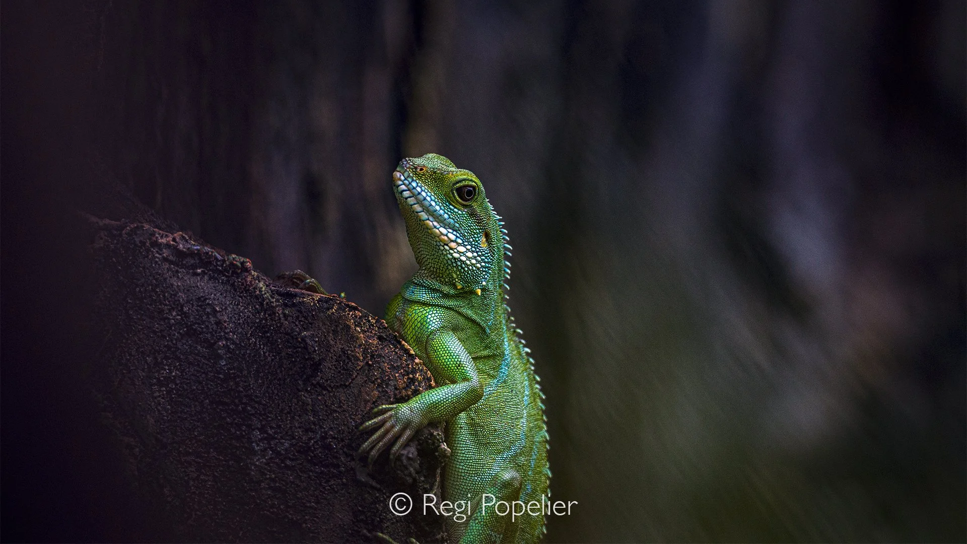 MALAS021 - Asian Water Dragon. 