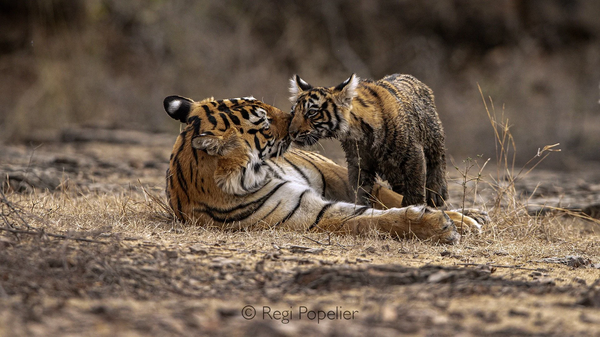 INDIA037 - Arrowhead with one of her cubs