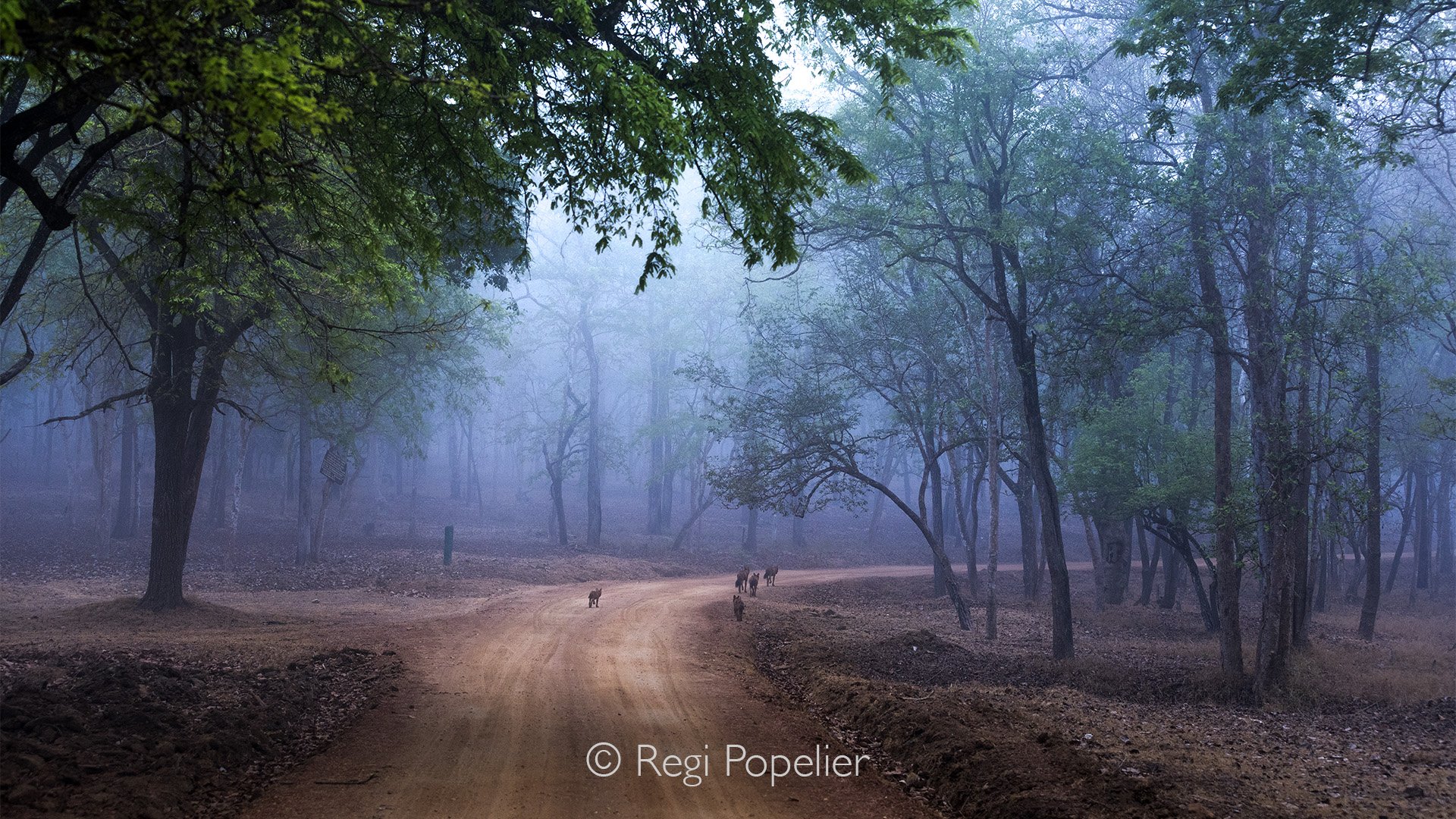INDIA094 - Dhole on the prowl early morning on the roads of Kabini NP.