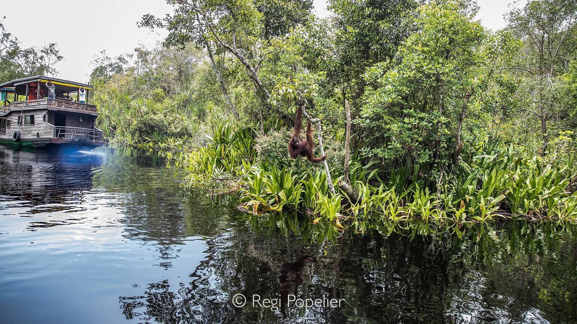 INDO021 - As if they wait for passing boats offering them some food 
