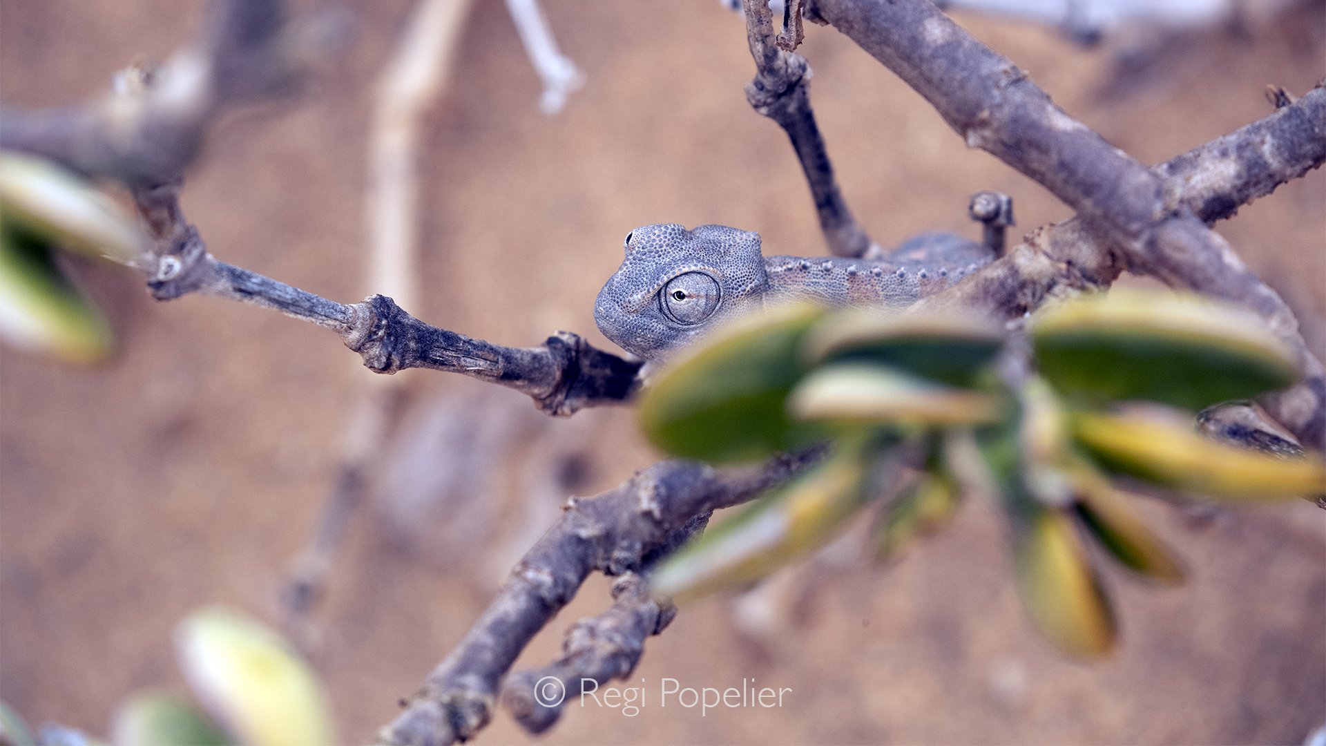 Namibia036 - NAMAQUA CHAMELEON
Chamaeleo namaquensis.
This chameleon species is the largest in Africa. Occurs through the arid western part of southern Africa, particularly in the Namib Desert.