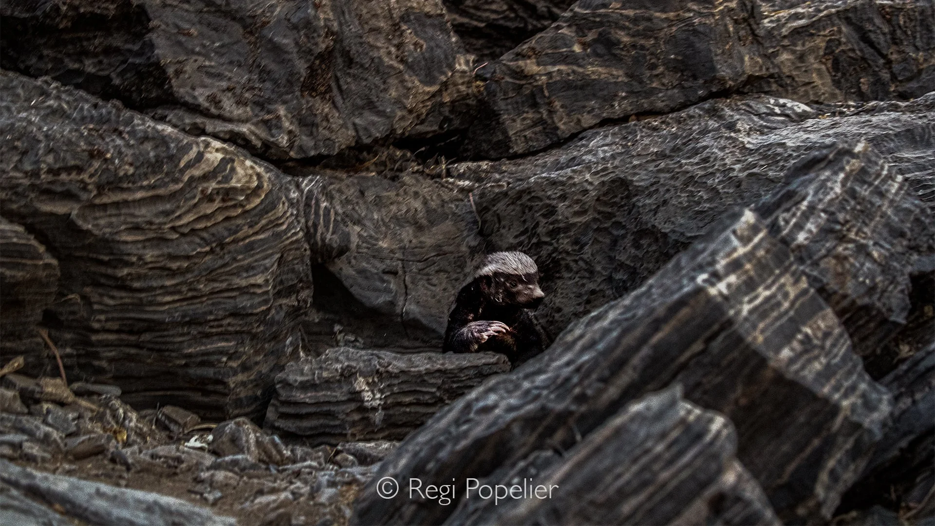 Namibia037 - A breathless moment. Popping out unexpectedly near me, this solitary mammal showcased its typical confident nature. Armed with an immune system resistant to venom, the honey badger fears absolutely nothing.