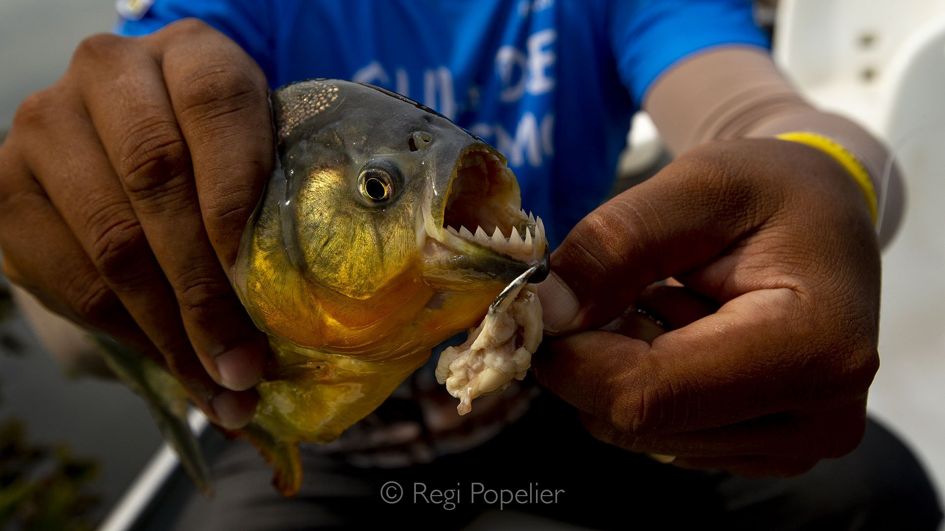 BRA024 - Detailed close-up of the dental area of the Pygocentrus natteri, the infamous piranha, showcasing its razor sharp teeth and incredible adaptation as one of the Amazon’s most efficient predators.