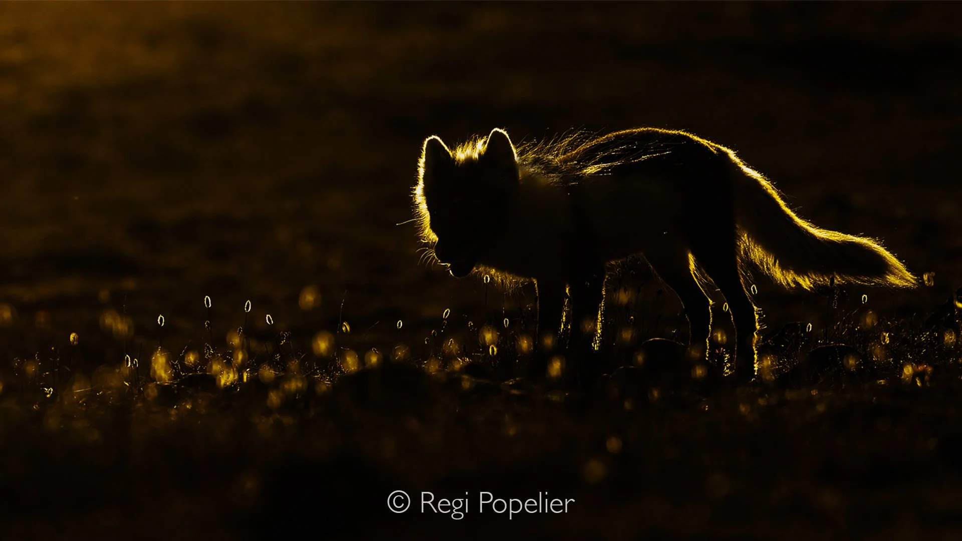 NPOLE090 - Arctic fox in its summer coat, softly backlit by the midnight sun, creating a glowing silhouette against the tundra.