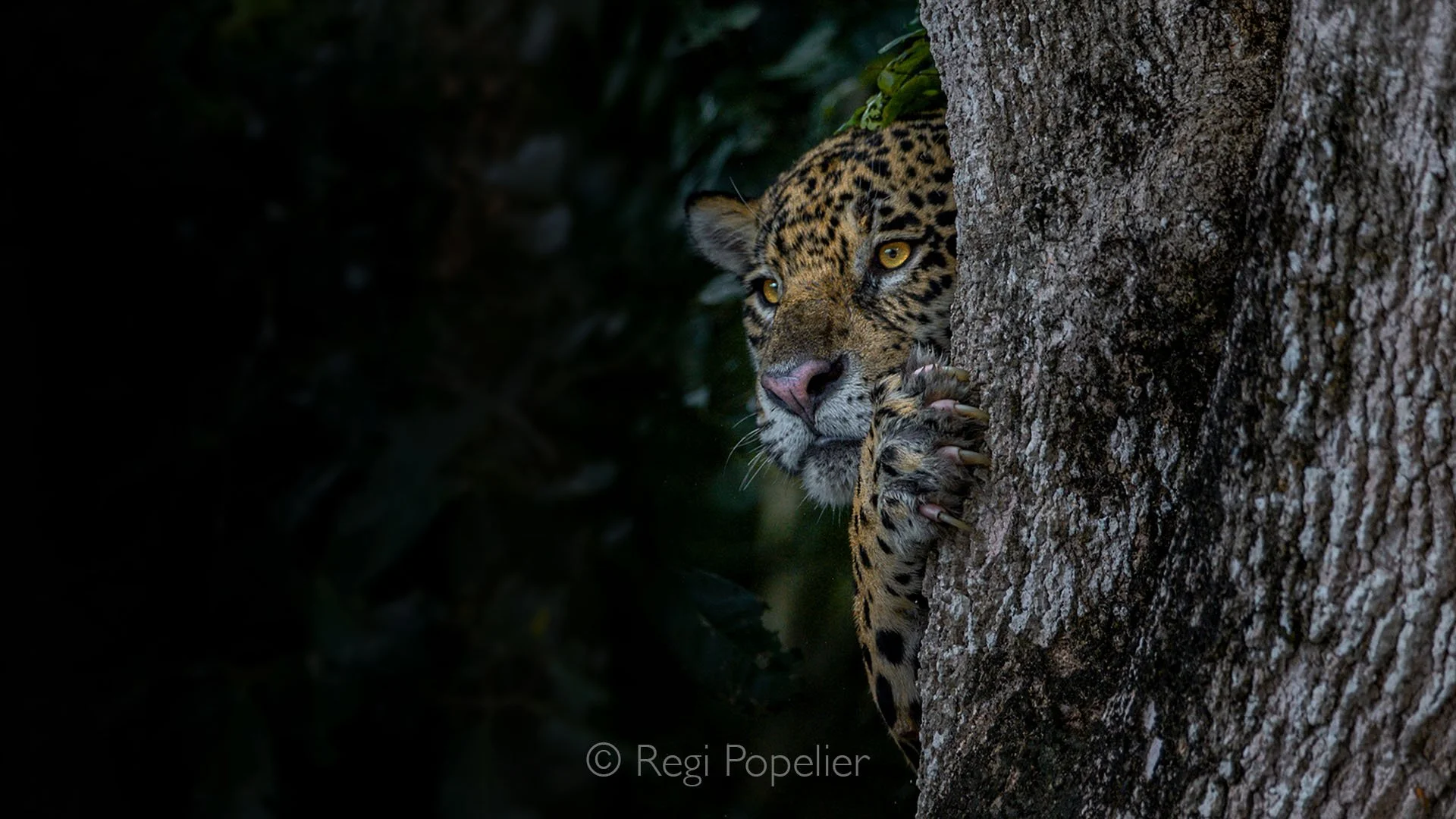 BRA028 - Rare glimpse of a jaguar peeking from behind a tree, quietly observing the flow of boats along the Pantanal River—a striking moment of stealth and curiosity in its natural habitat. More special images to see in the section Cats. 