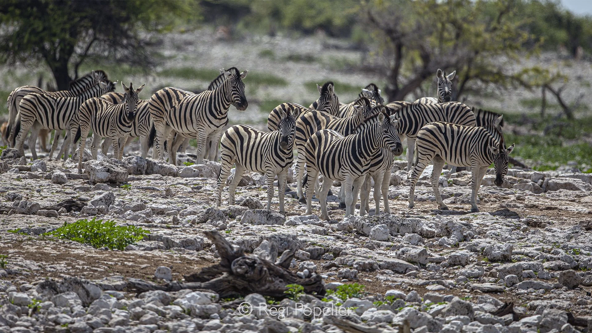 Namibia084 - Never a dull moment in the heart of the pan.