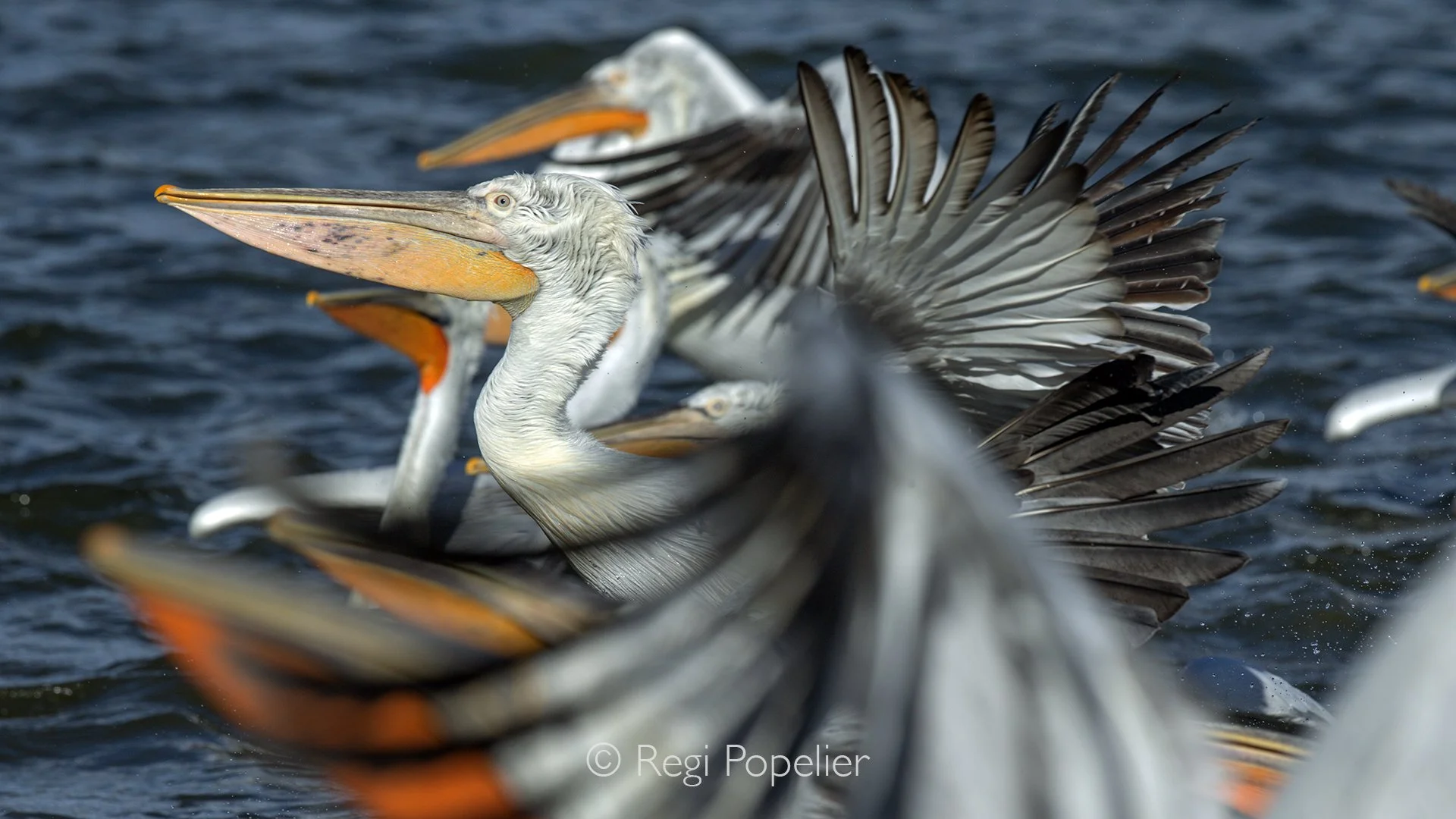 GRE017 - Beaks and wings.