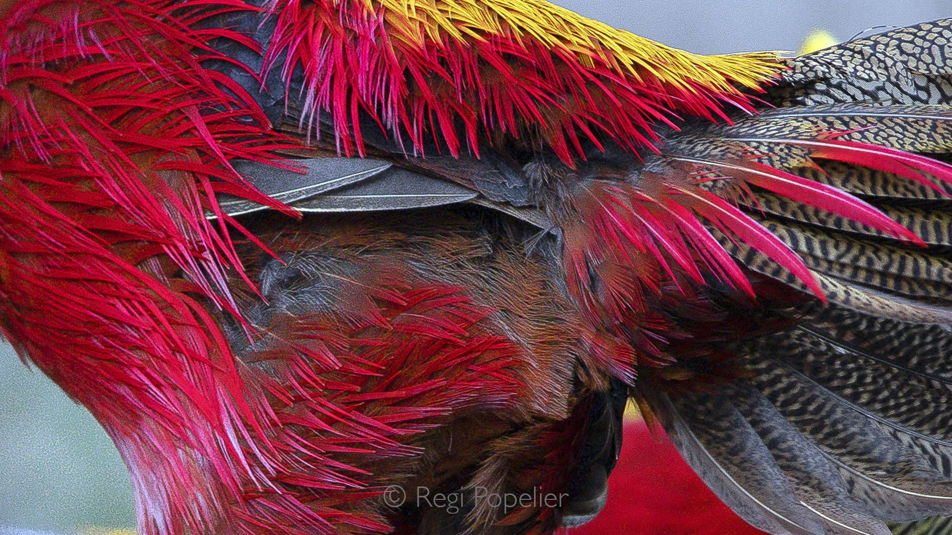 CHIN014 - Details of the plumage of the golden pheasant. 
