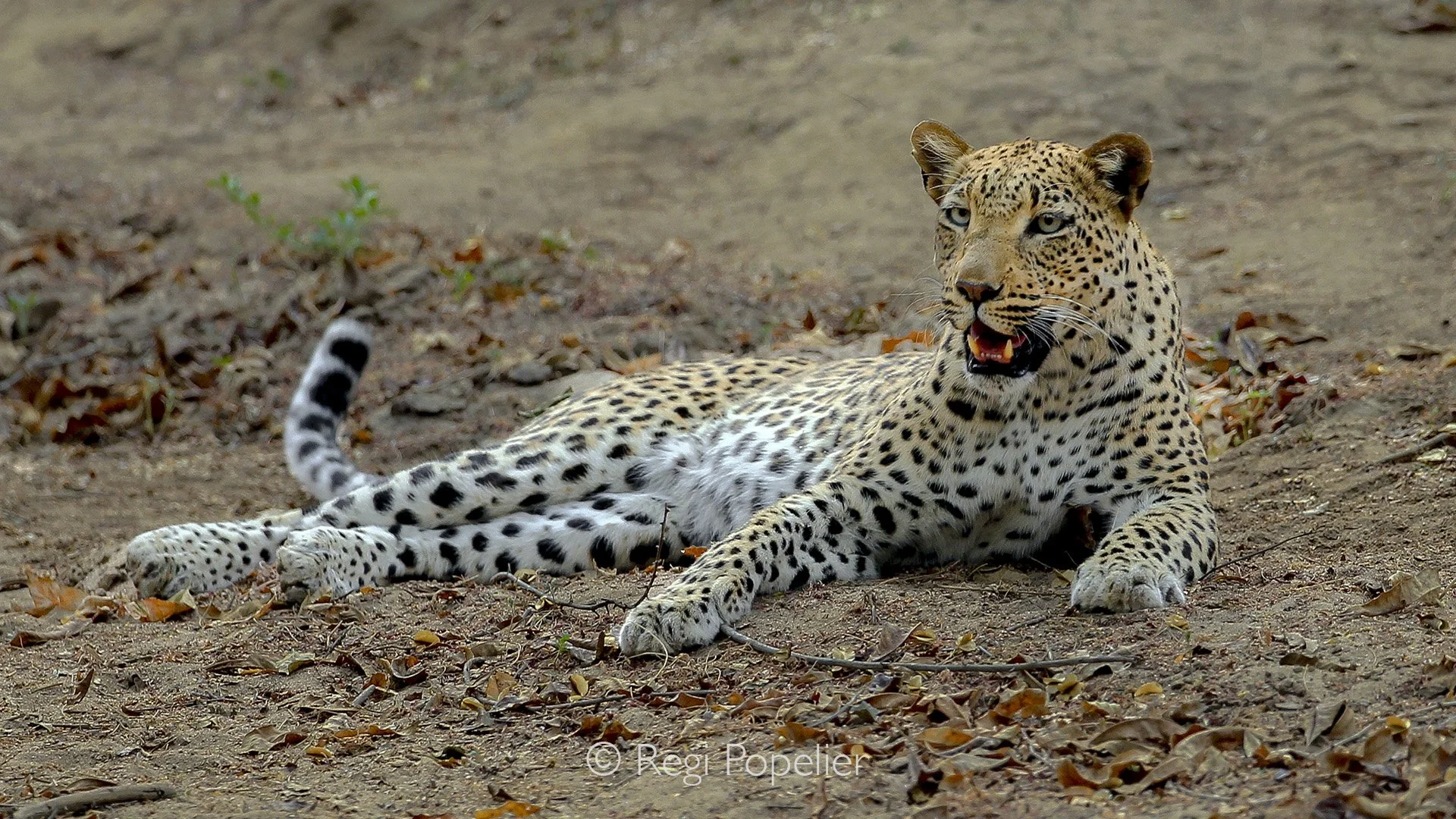 ZAMBIA033 - leopardess resting on the river banks during day.