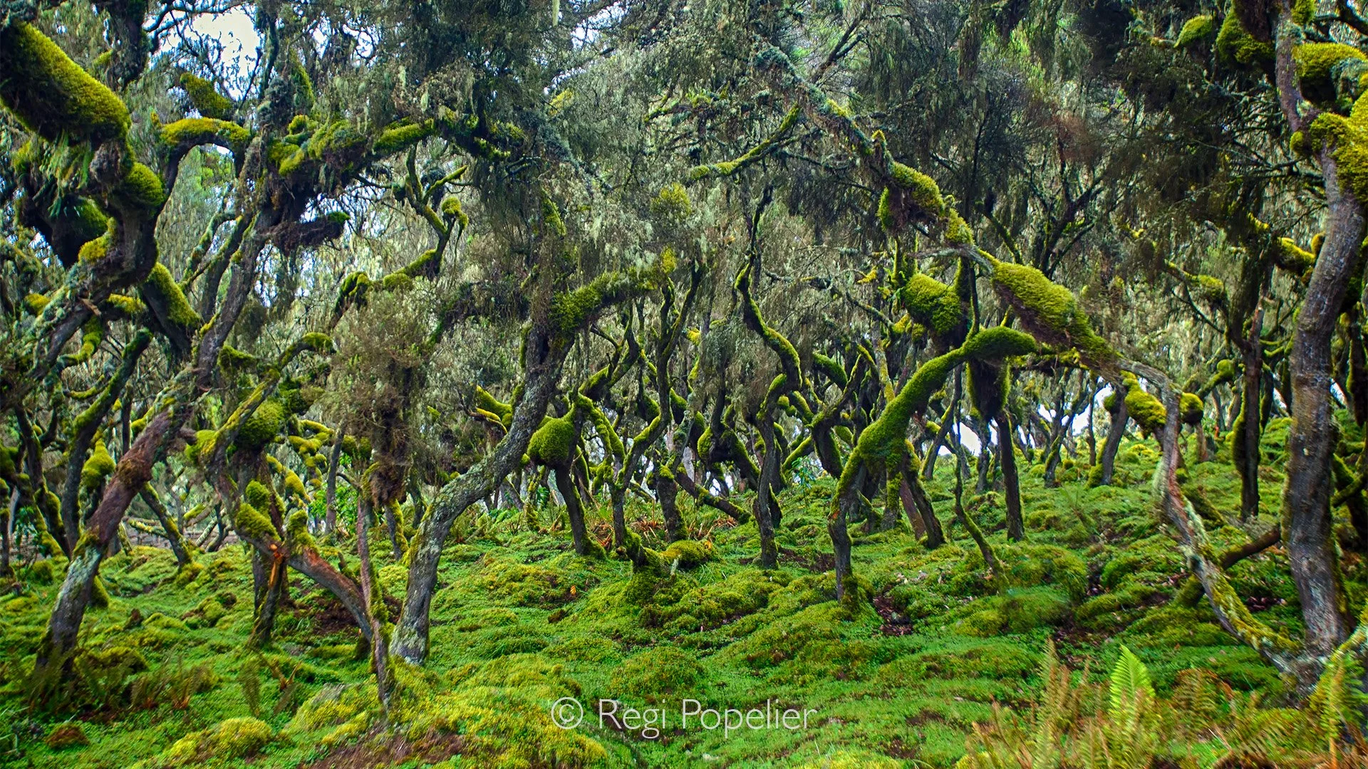 ETH027 - Moss sightings at high altitude , always interesting how nature transforms at altitude. 