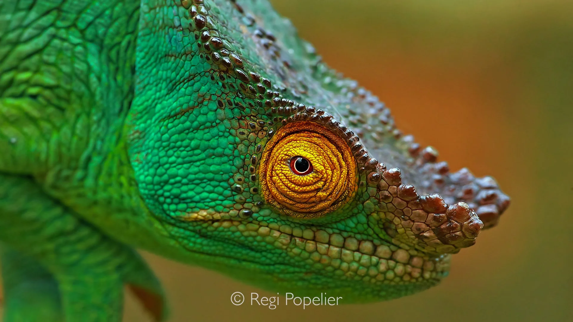 MADA020 - Parson's chameleon, Calumma parsonii