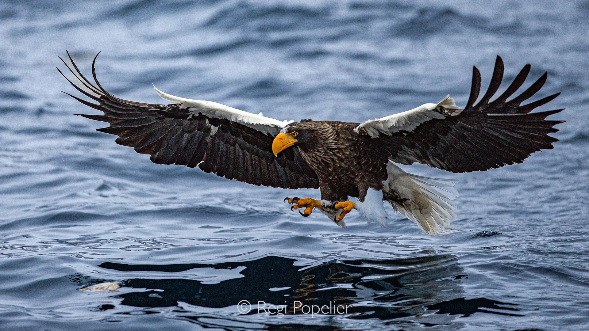 HOK058 - The moment before claws  clutche around a fish, the Steller’s Eagle wings beating the winter sky—pure power in motion.