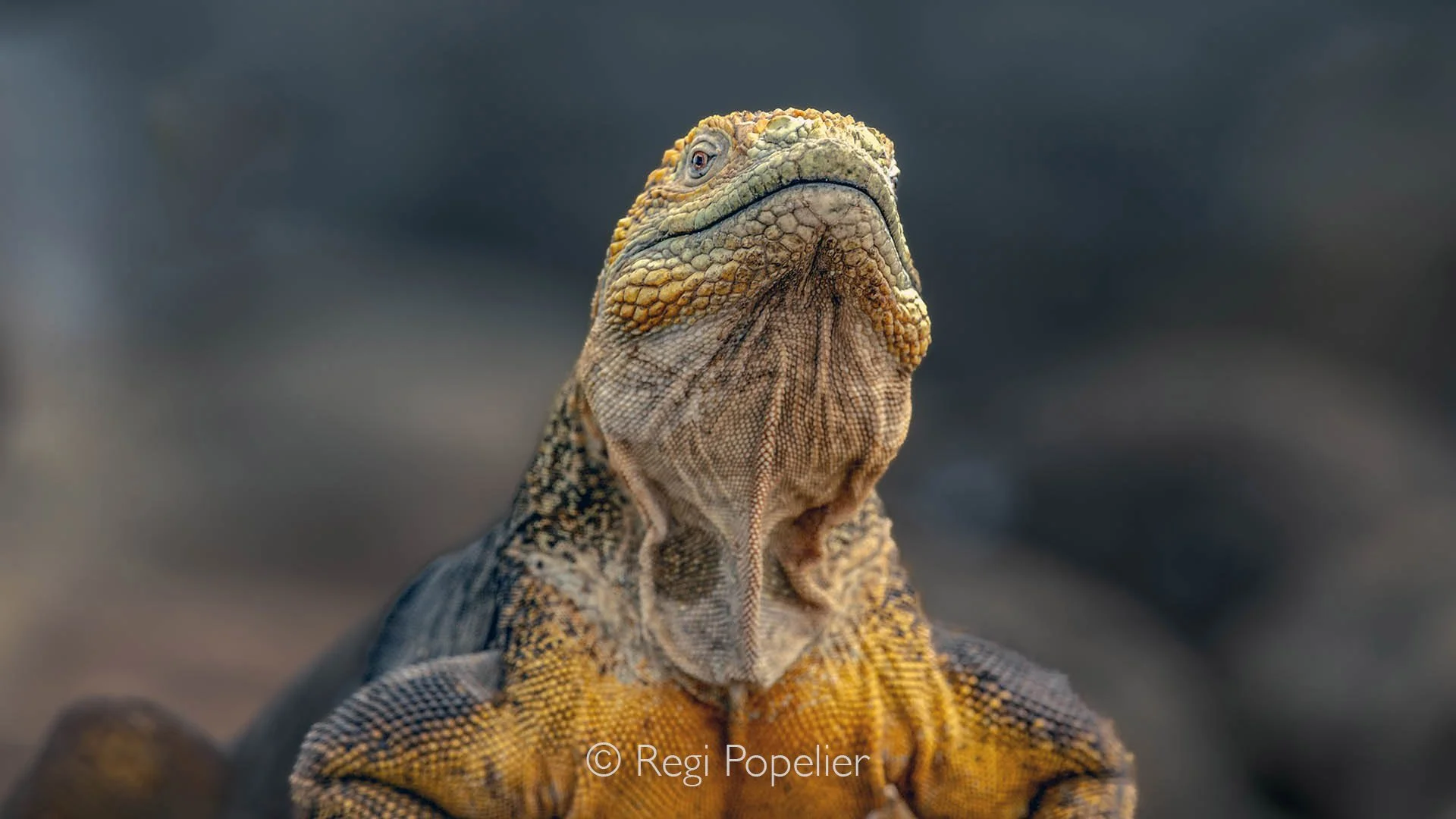 GAL003 - The Yellow Land Iguana, showcasing its vibrant scales and rugged beauty.