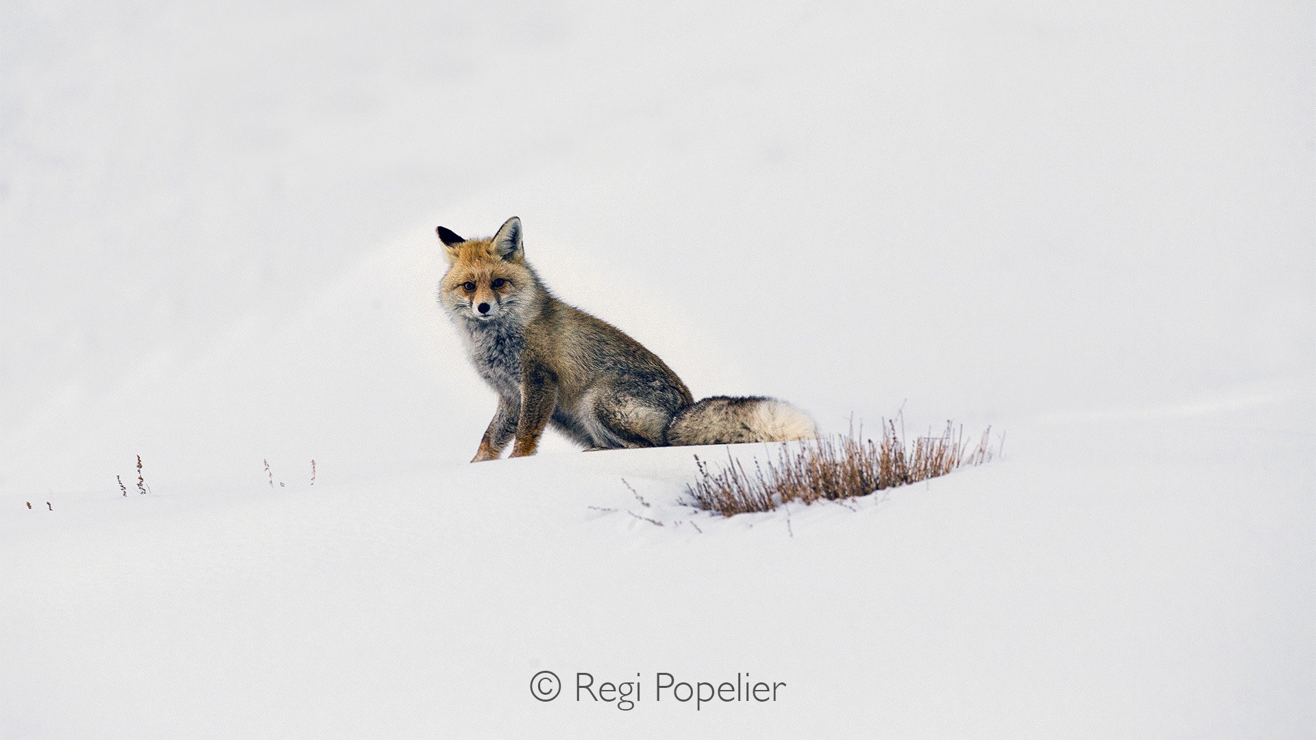 HIMA025 - Quite a good pose