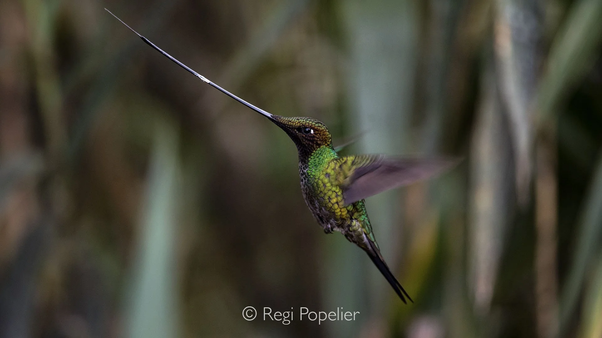 EQ012 - Sword billed hummingbird hovering while feeding.. 