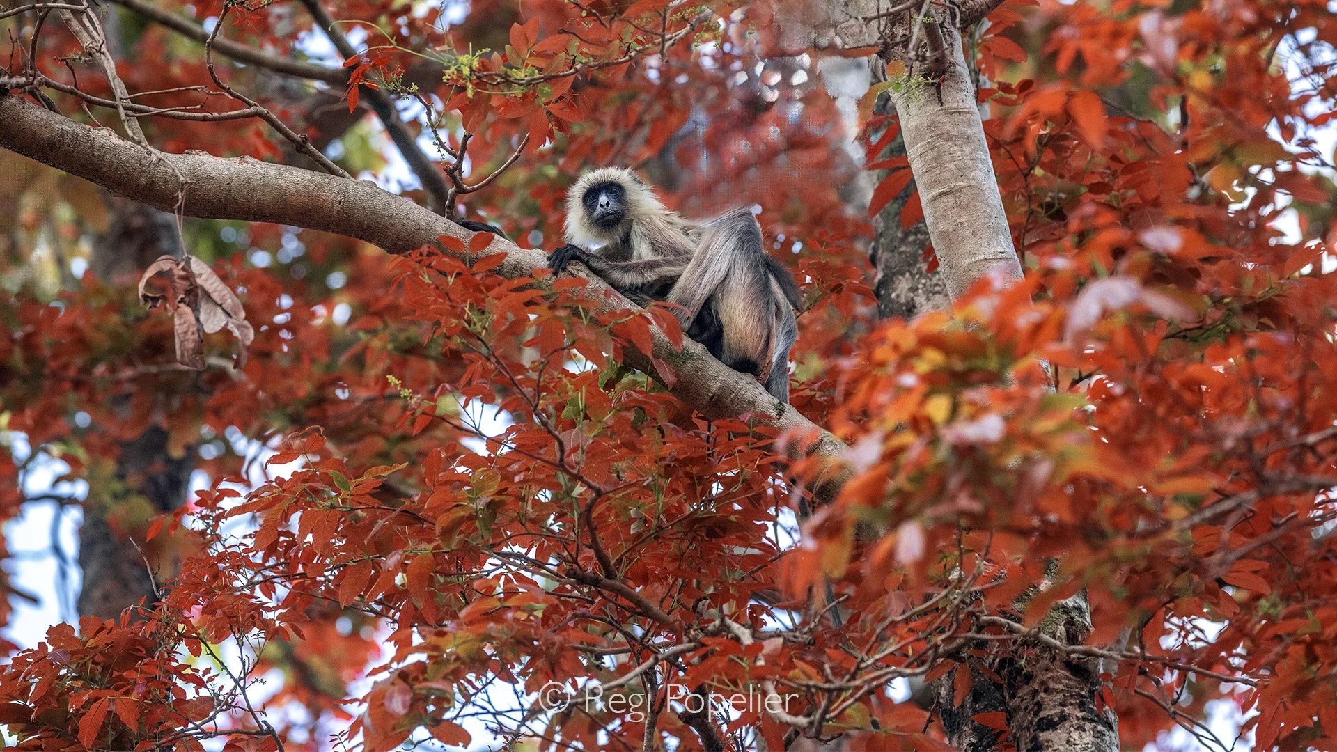INDIA081 - The contrast, something every photographer is looking for. Hunaman langur or now called black-faced-monkey. Kanha NP.   