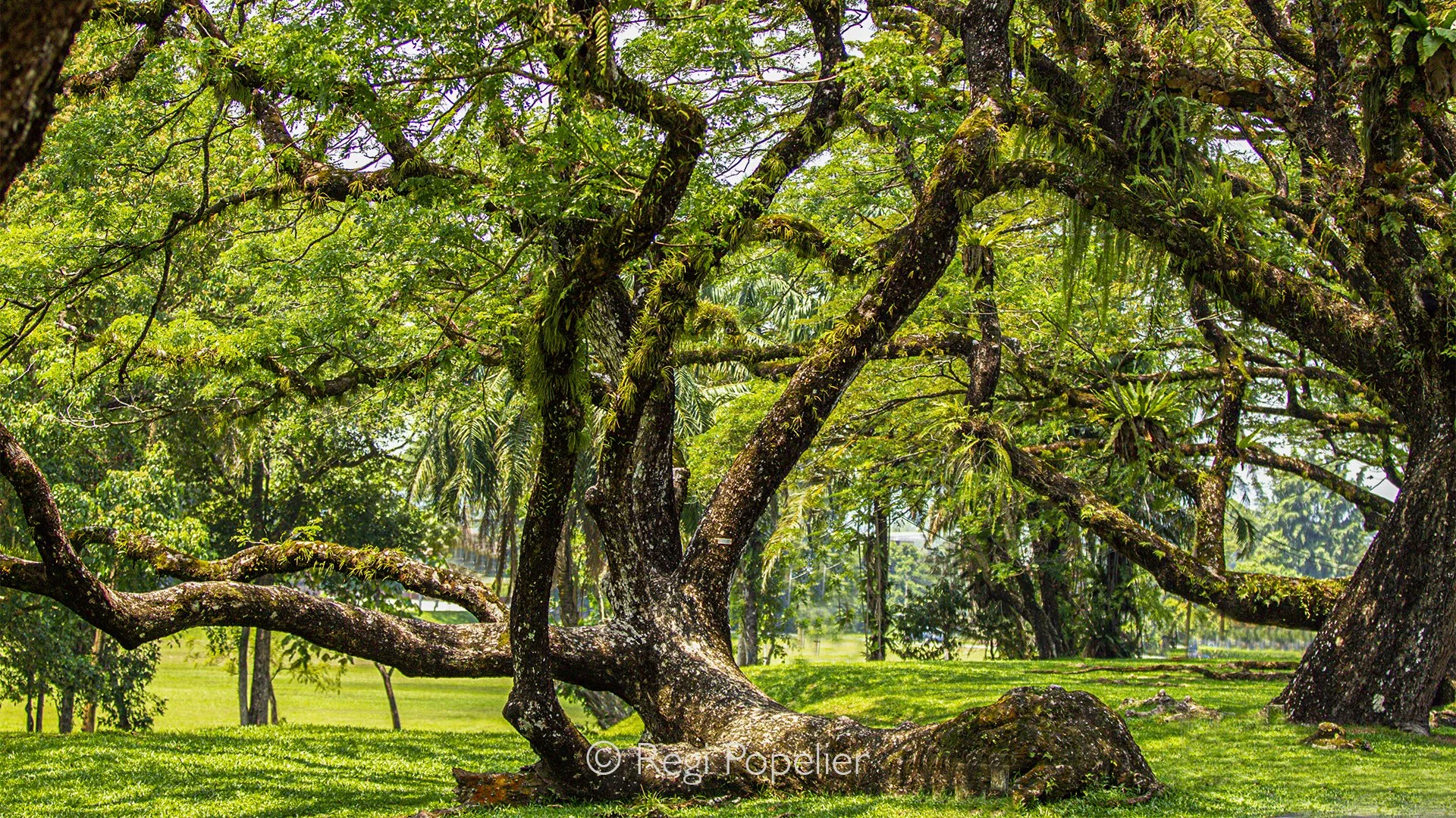 MALAS041 - Image has been taken inside the park. 