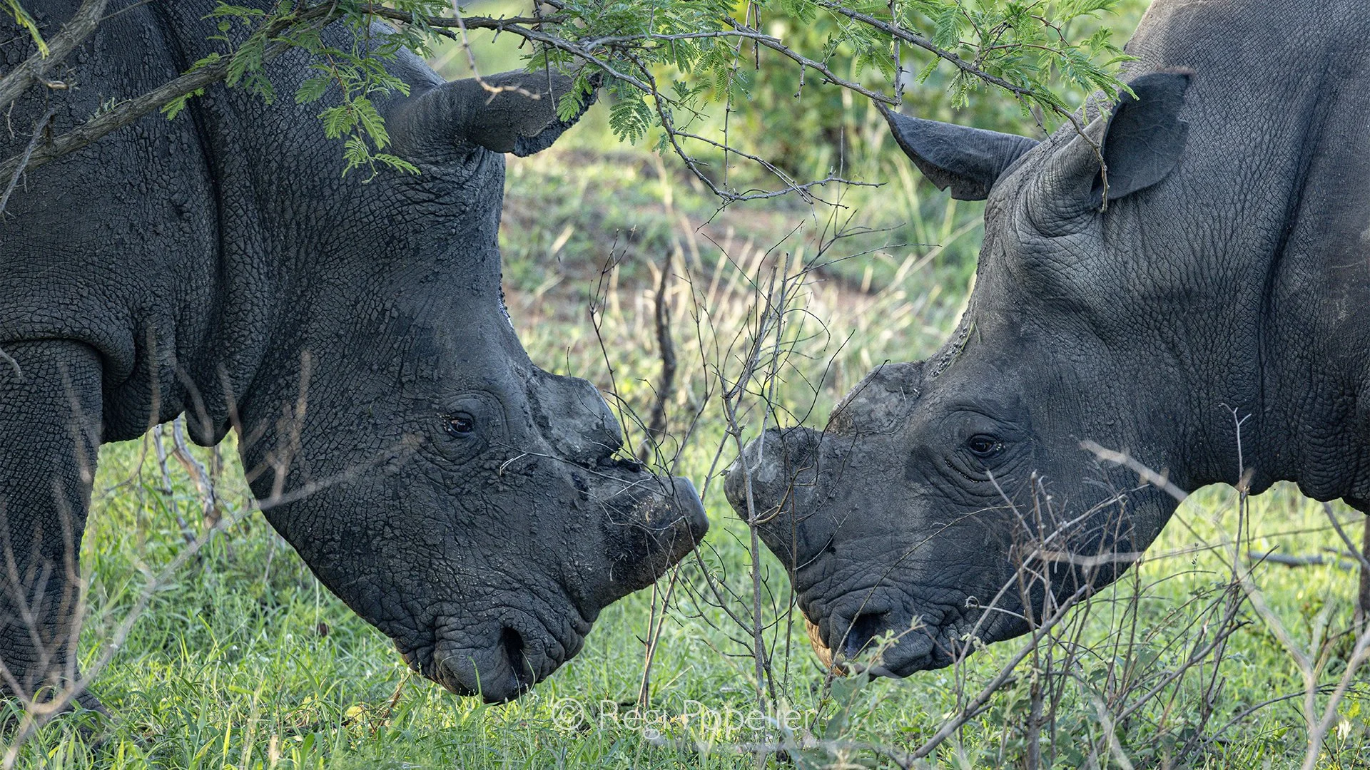 South Africa080 - Two magnificent white rhinos at Londolozi face one another, tense and ready for a rumble. Their massive bodies, lowered heads, and powerful horns reveal the strength beneath their normally peaceful appearance.