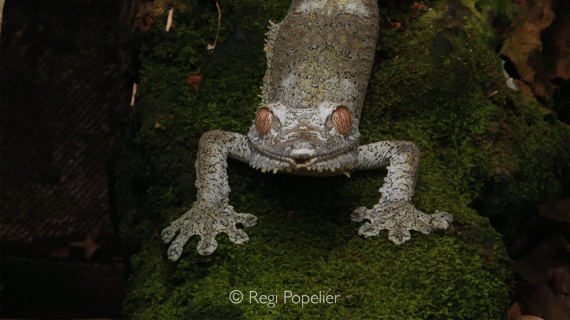 MADA032 - Giant leaf tailed gecko 