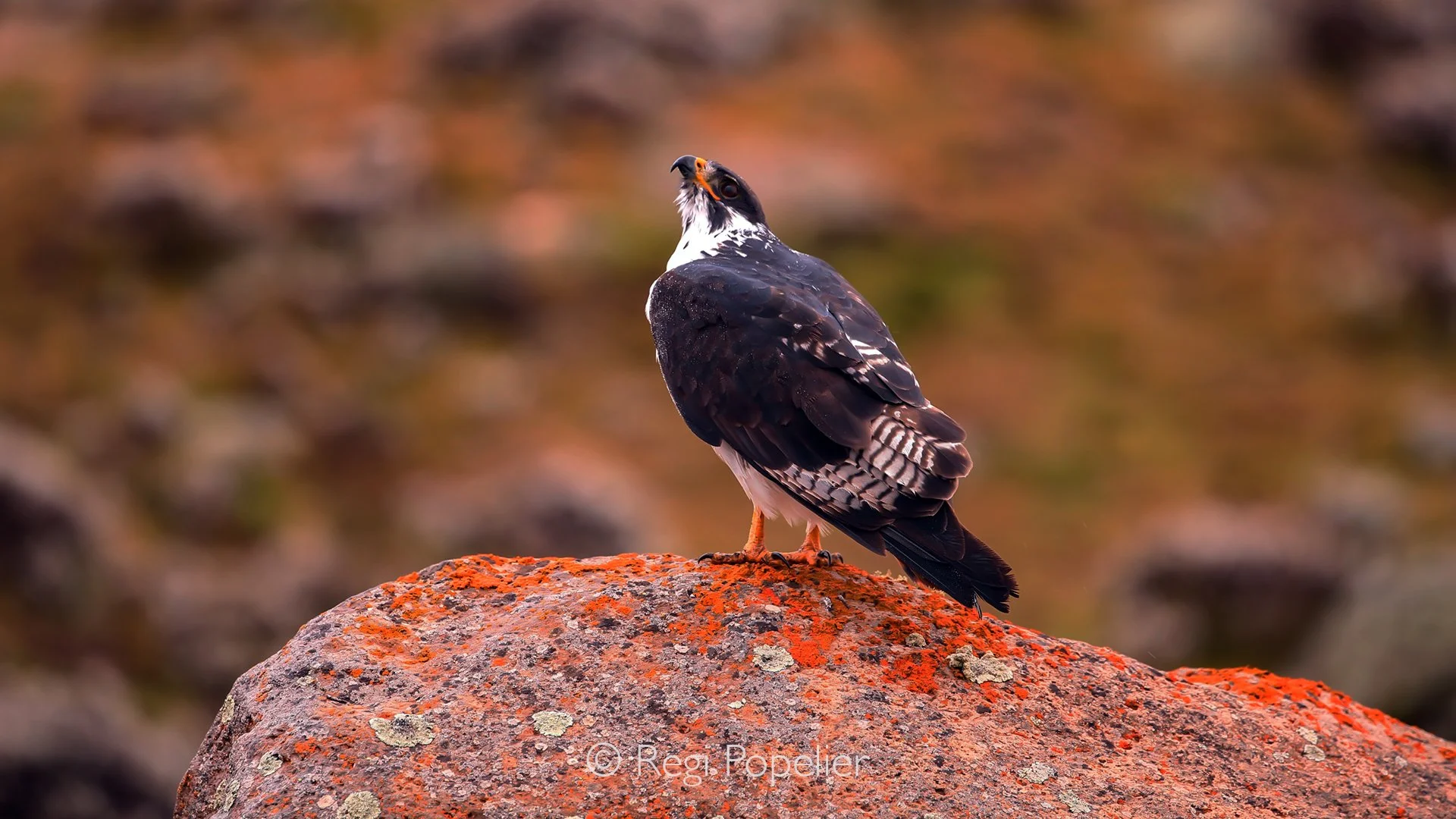 ETH001 - Augur Buzzard perched on a rock at bale mountains. 