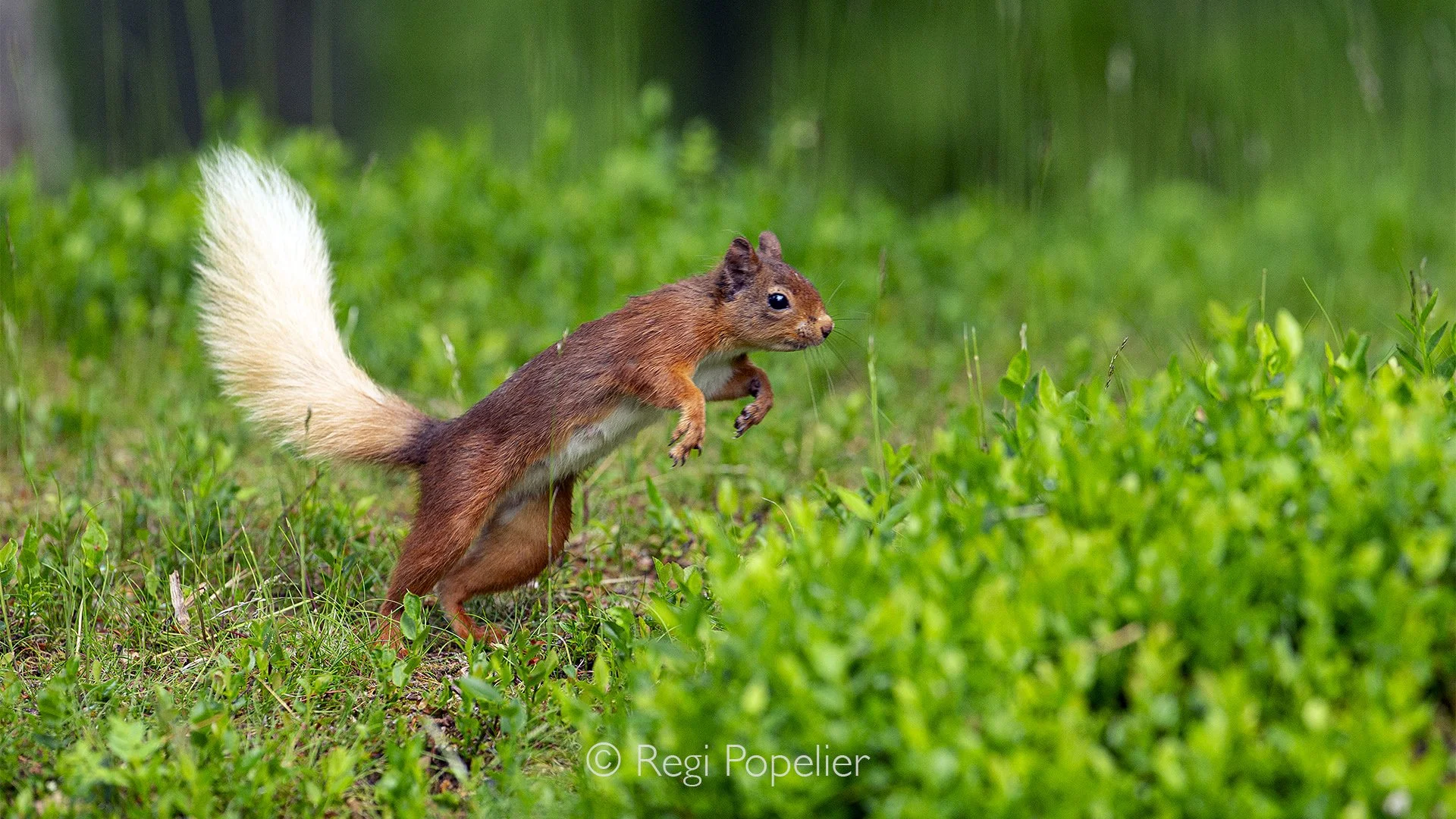 Scotland054 - Captured in mid air, the red squirrel leaps gracefully between branches, a brief moment of energy and movement in the forest.