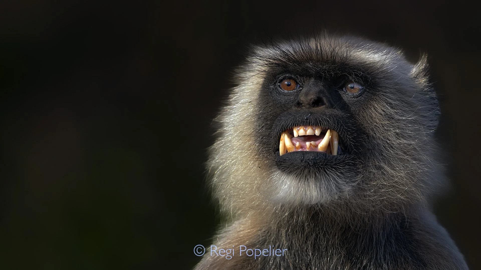 INDIA035 - You don't want to be bitten from him? 