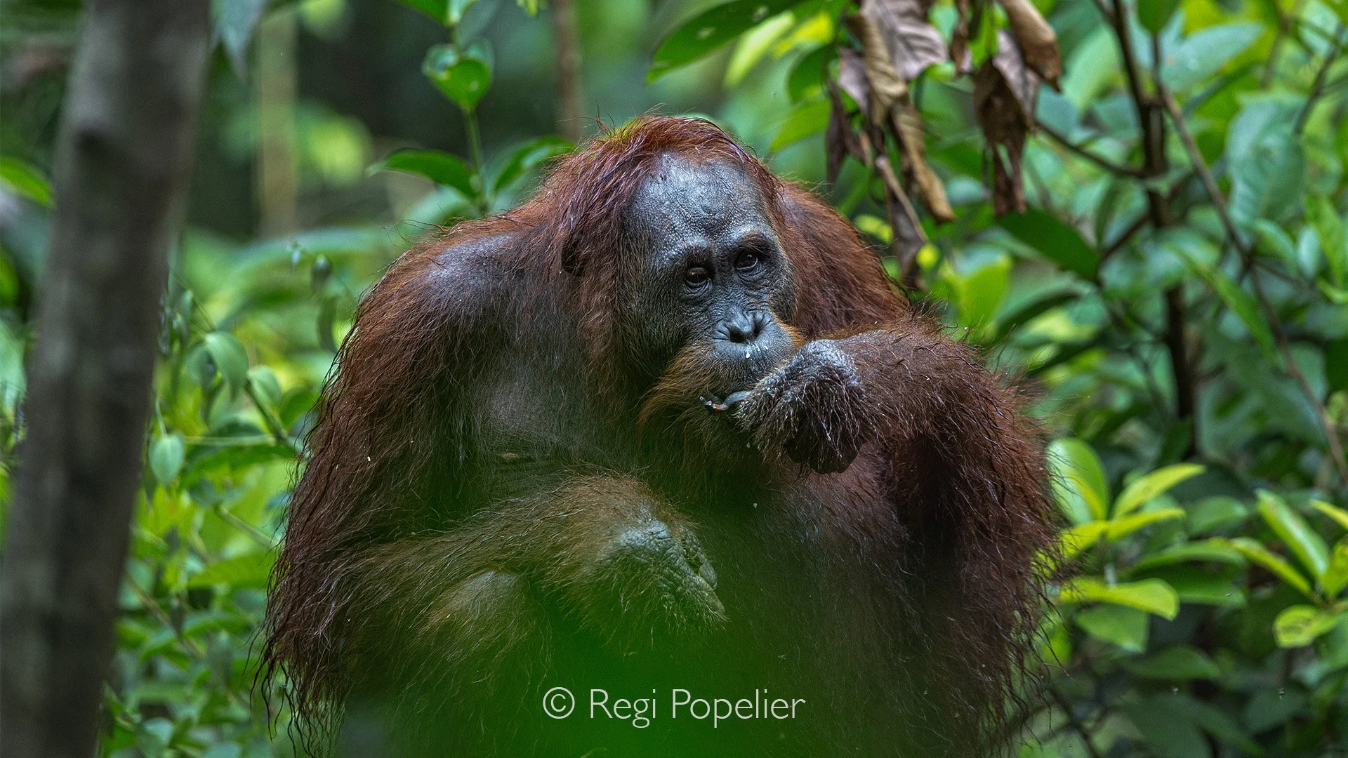 INDO014 - Feeding time 