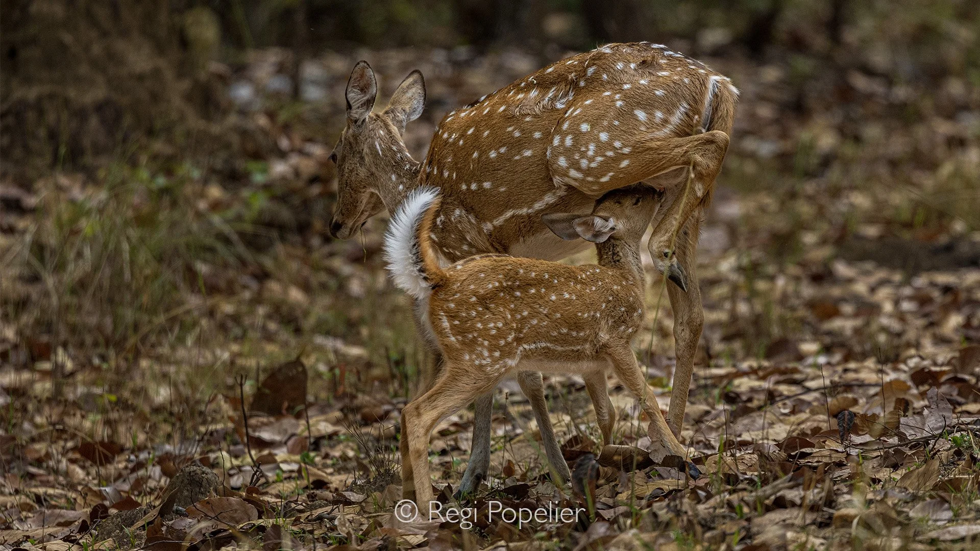 INDIA084 - Spotted deer feeding her calf. Pench NP.