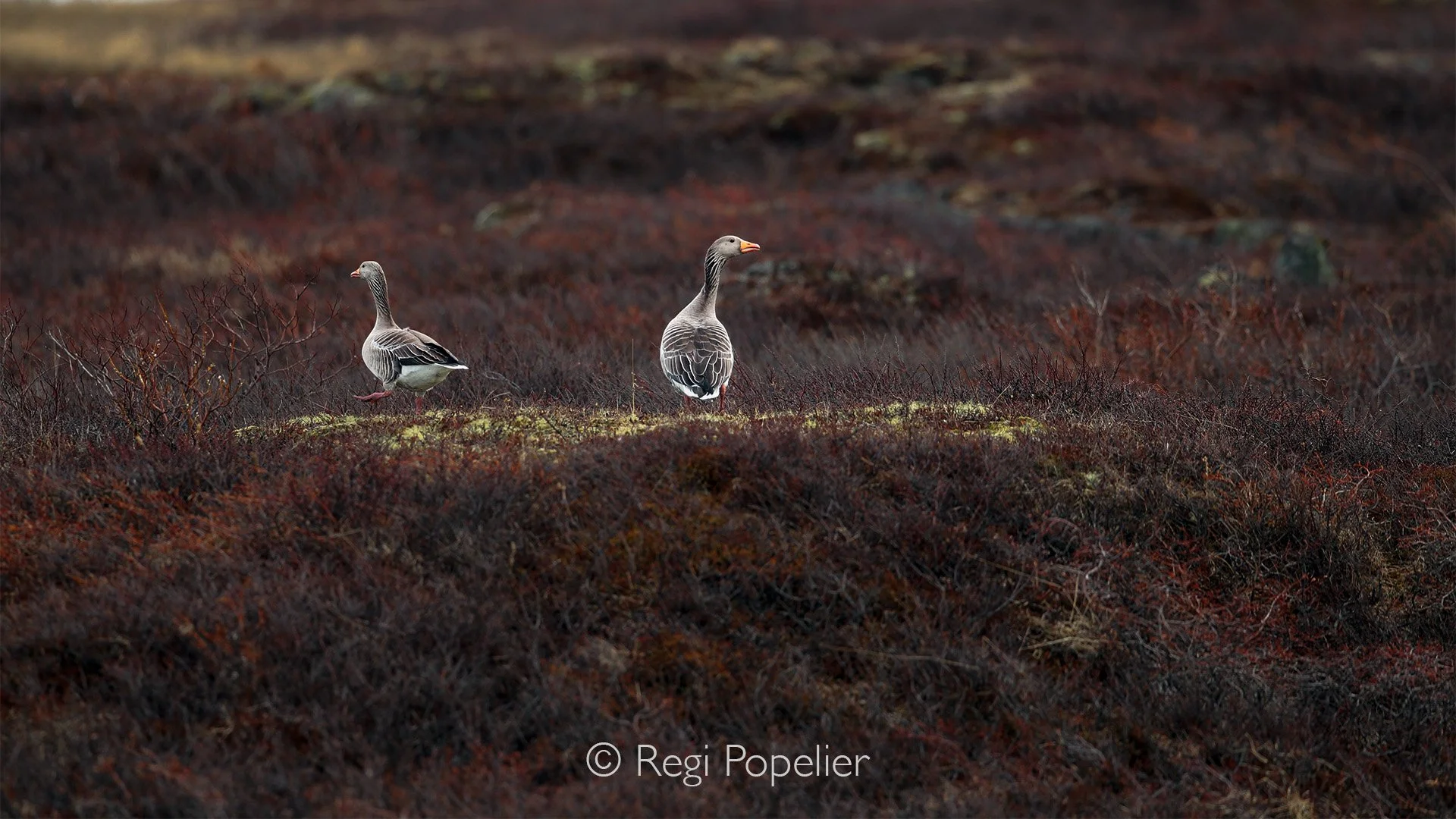 ICEL034 - A pair of greylag goose, they are easy to find  in the lowlands of iceland 