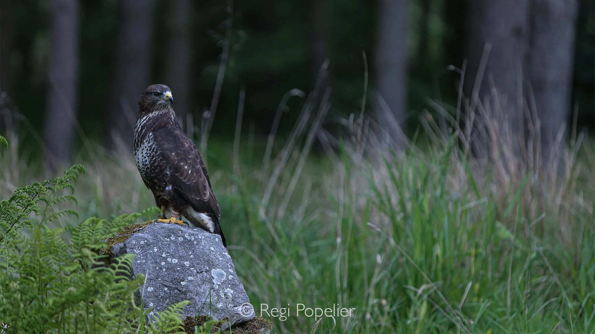 Scotland001 - Common Buzzard (vulpinus) - Buteo buteo vulpinus. 