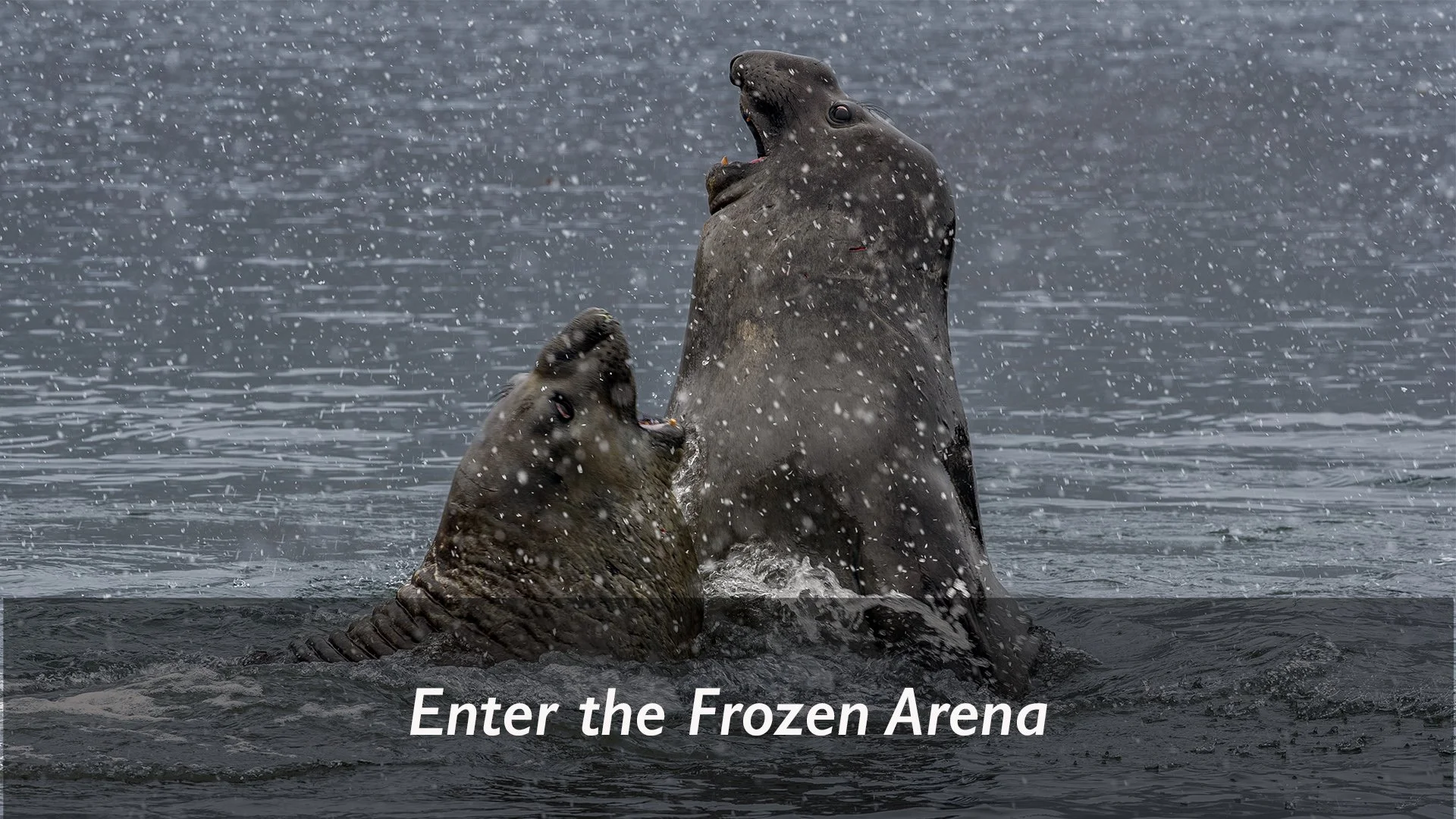 Antarctica